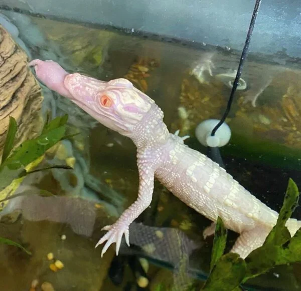 Albino Alligator For Sale image 1
