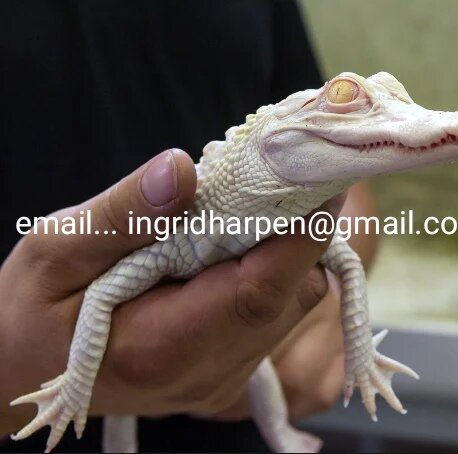 Albino Alligator For Sale image 2