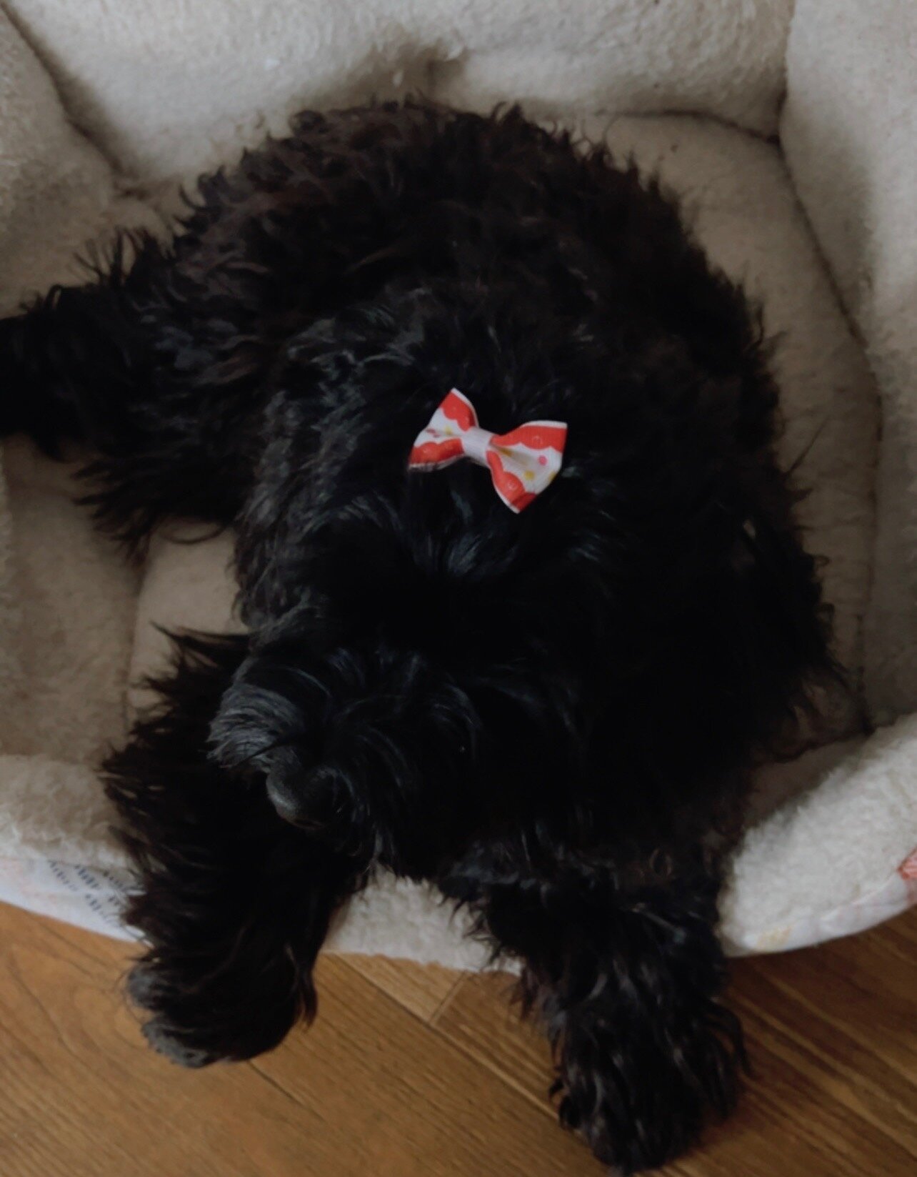 Yorkie poo image 1