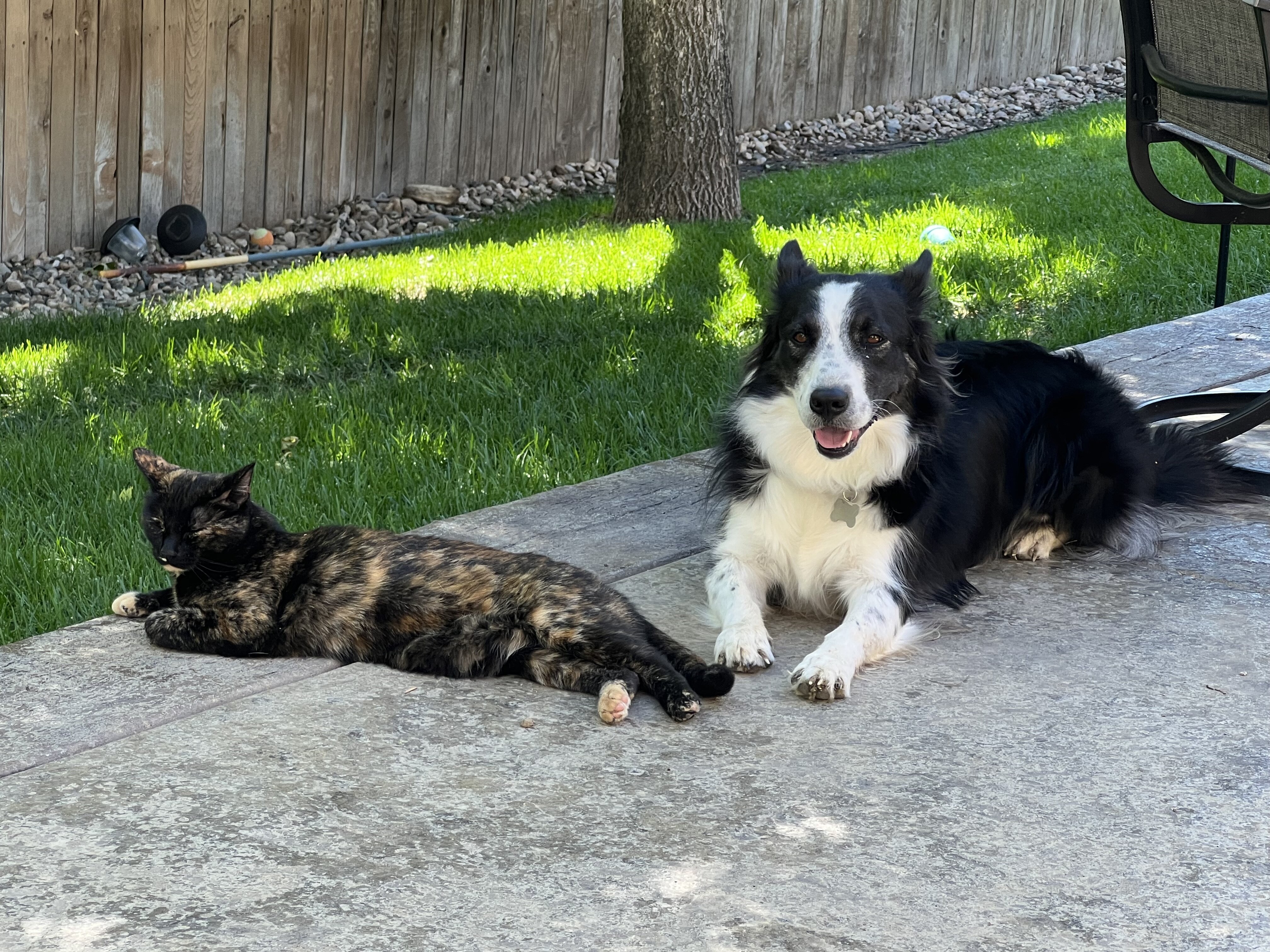 Rehome Border Collie image 6