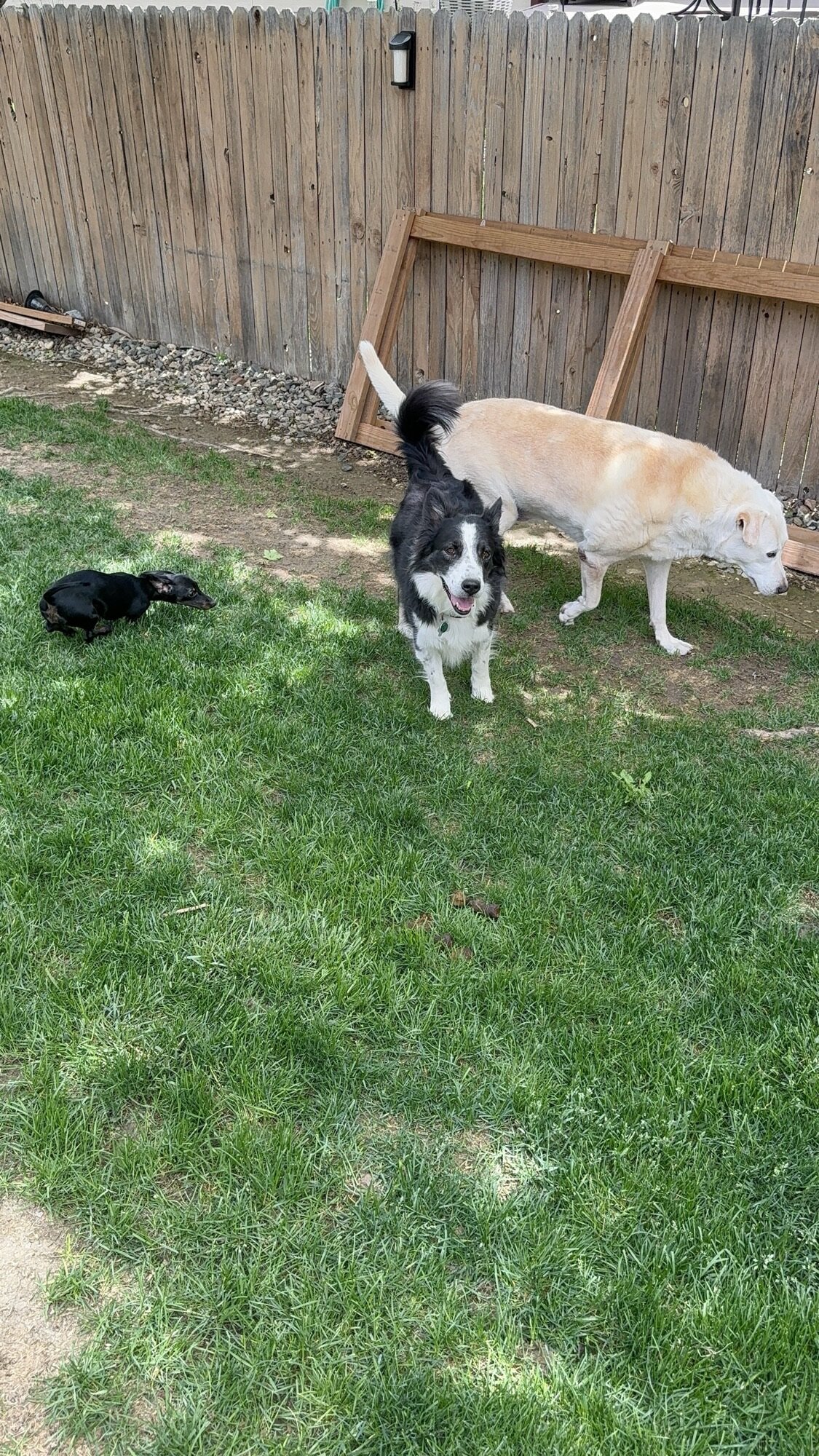 Rehome Border Collie image 3