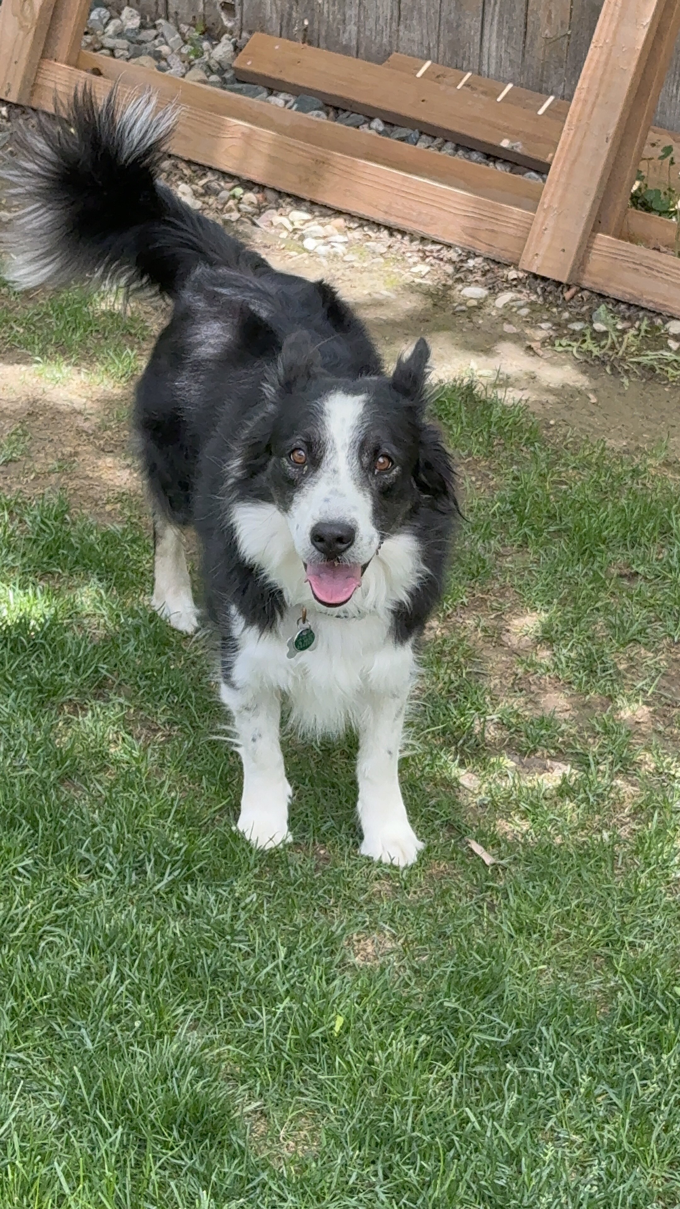 Rehome Border Collie image 1
