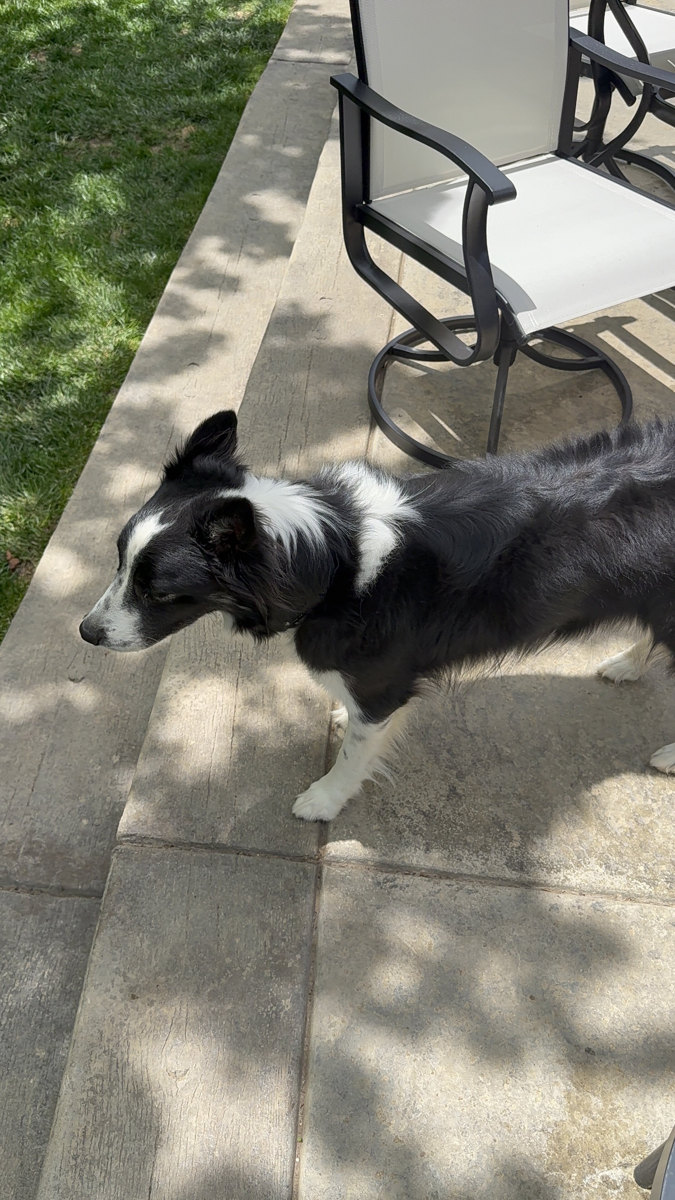 Rehome Border Collie image 4