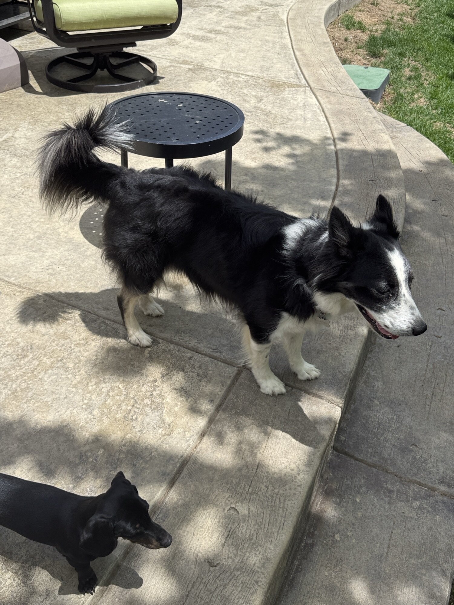 Rehome Border Collie image 5