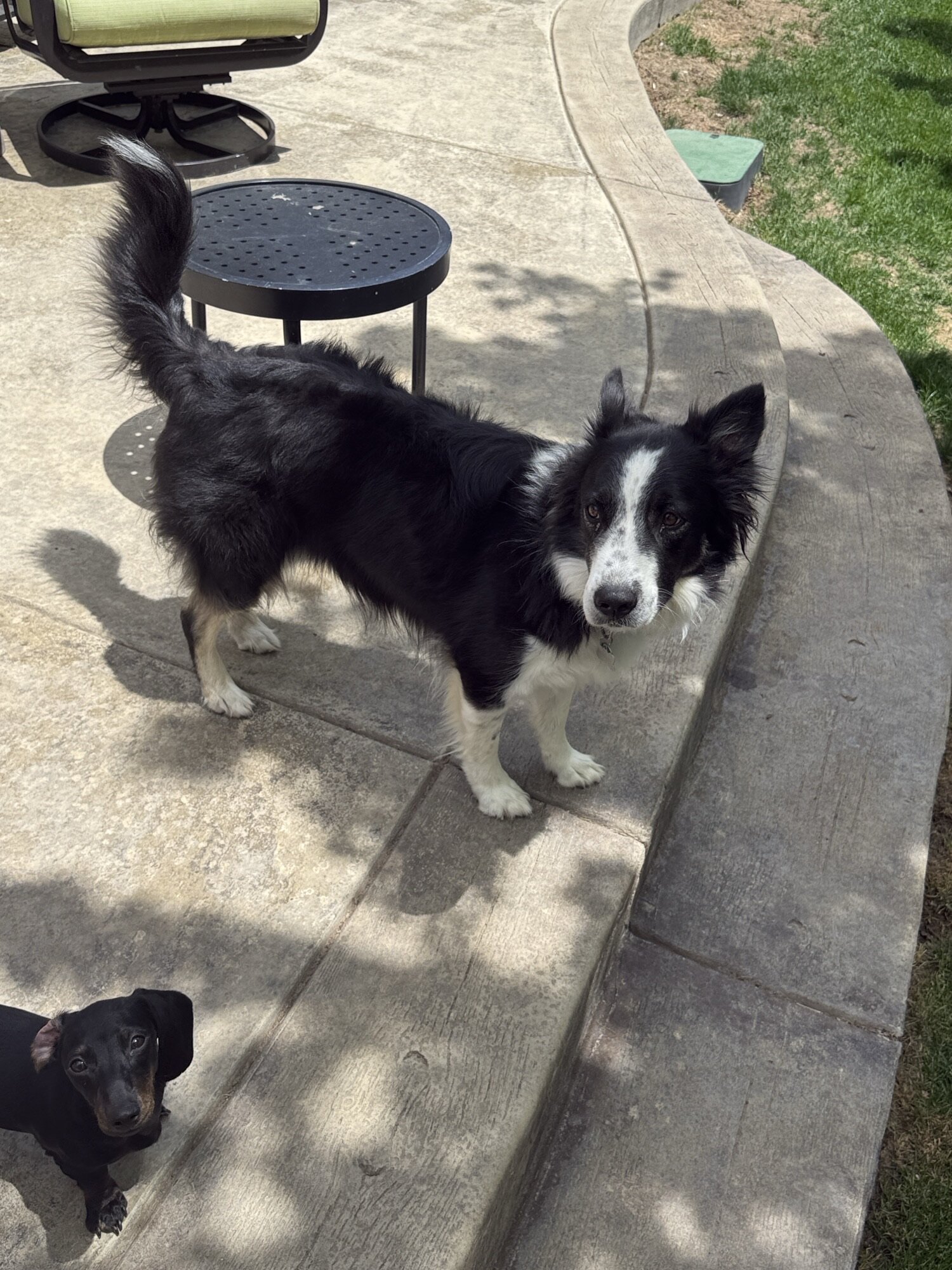 Rehome Border Collie image 2