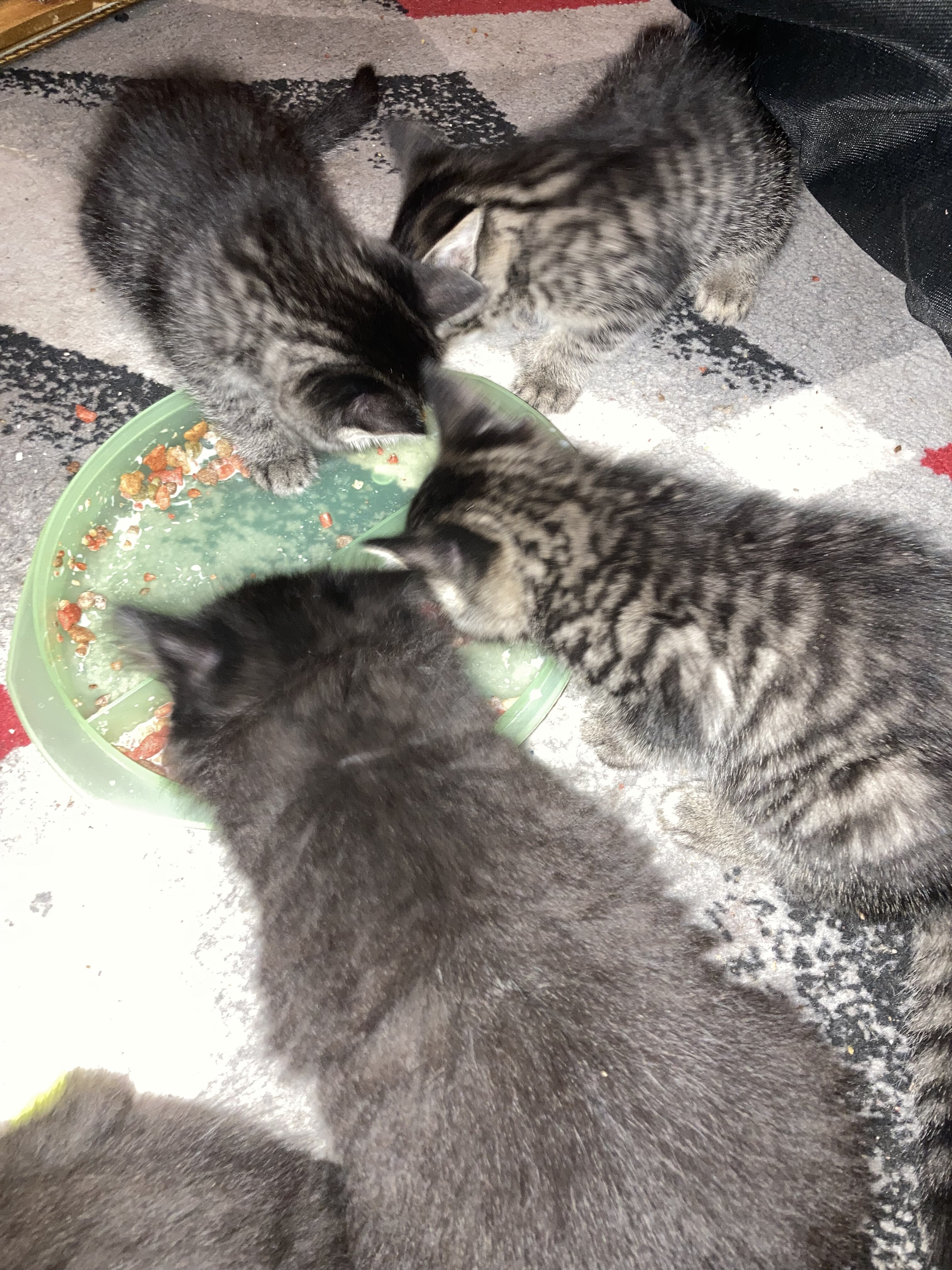 Baby kittens free to good home image 3