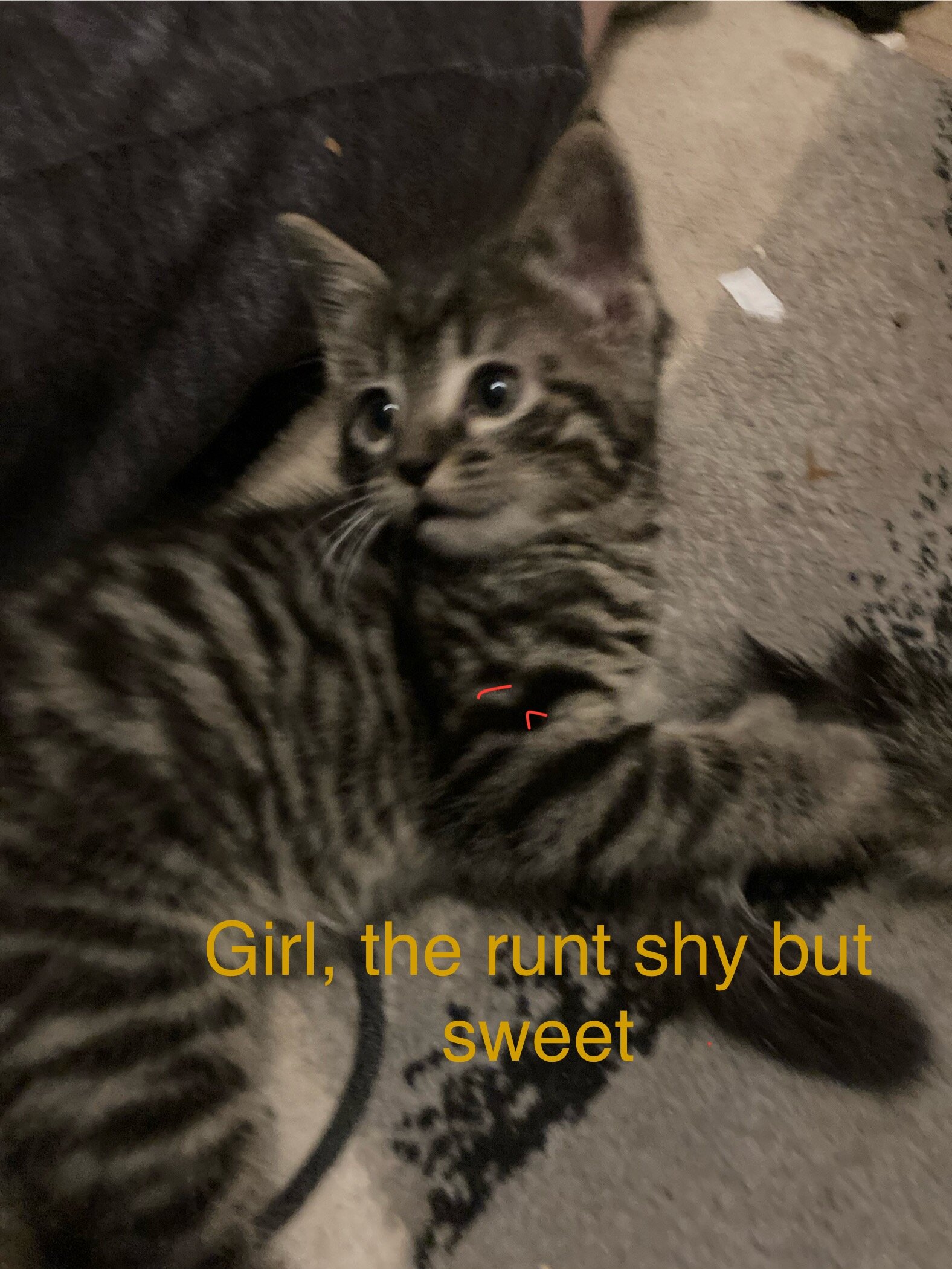 Baby kittens free to good home image 1