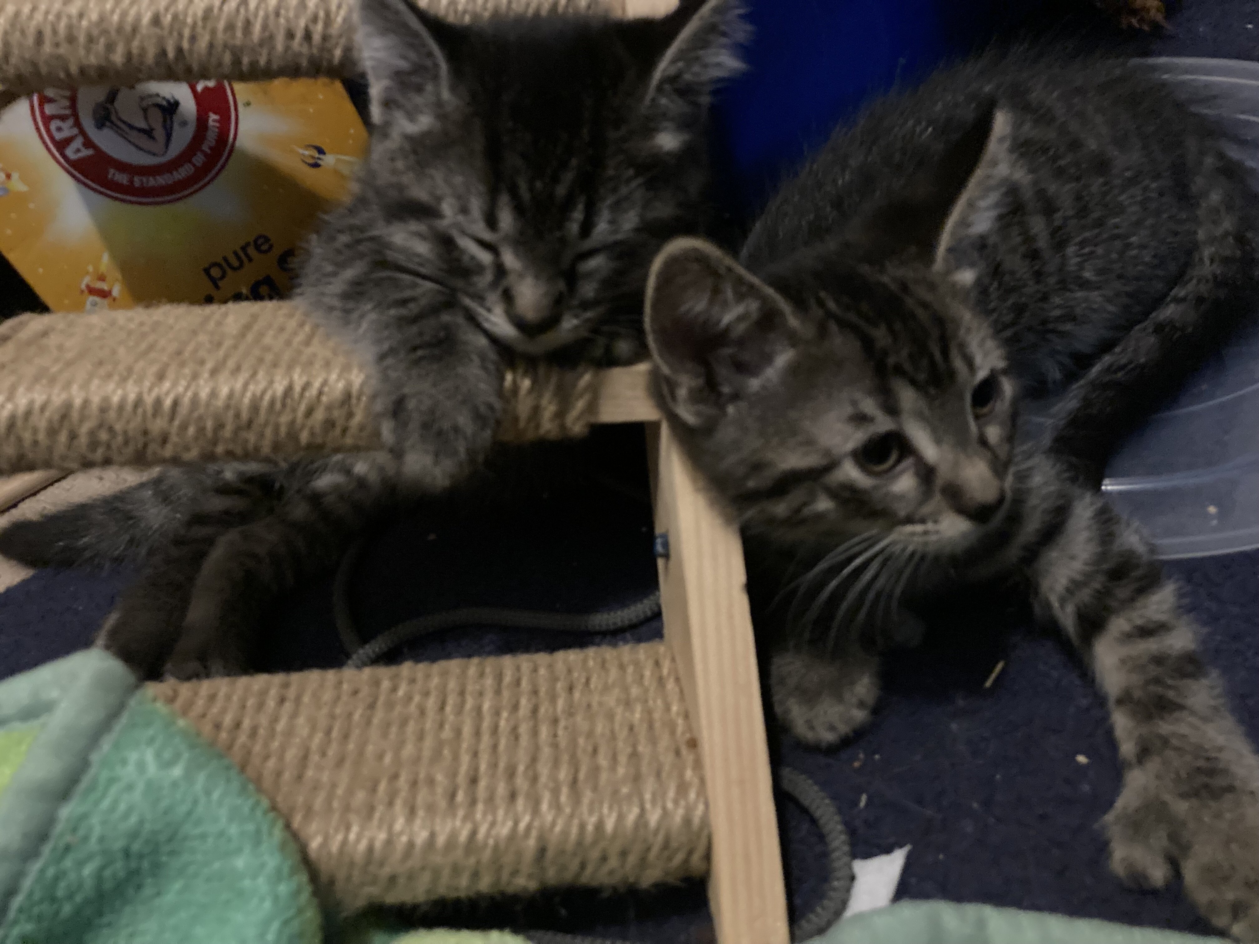 Baby kittens free to good home image 4