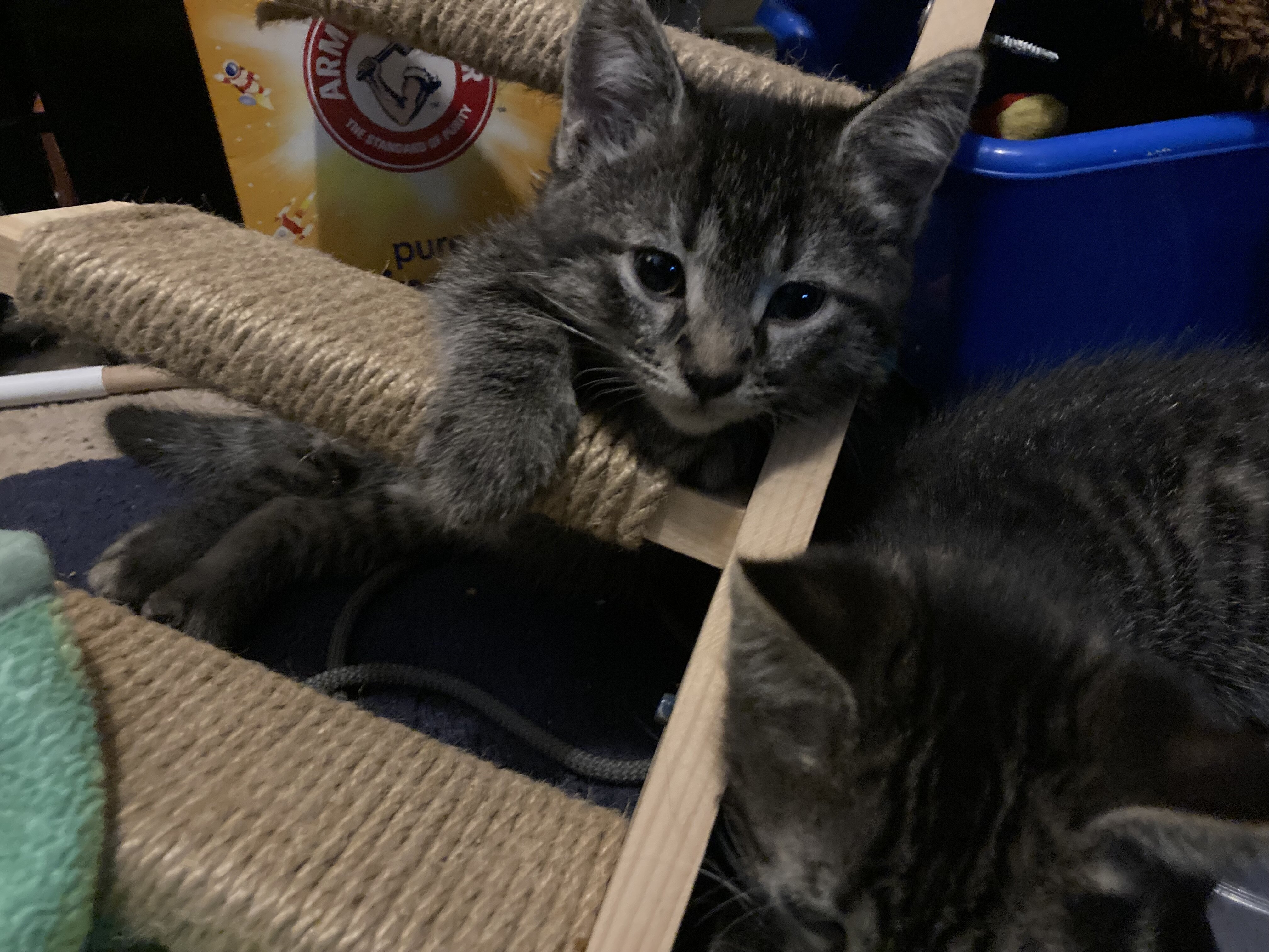 Baby kittens free to good home image 5