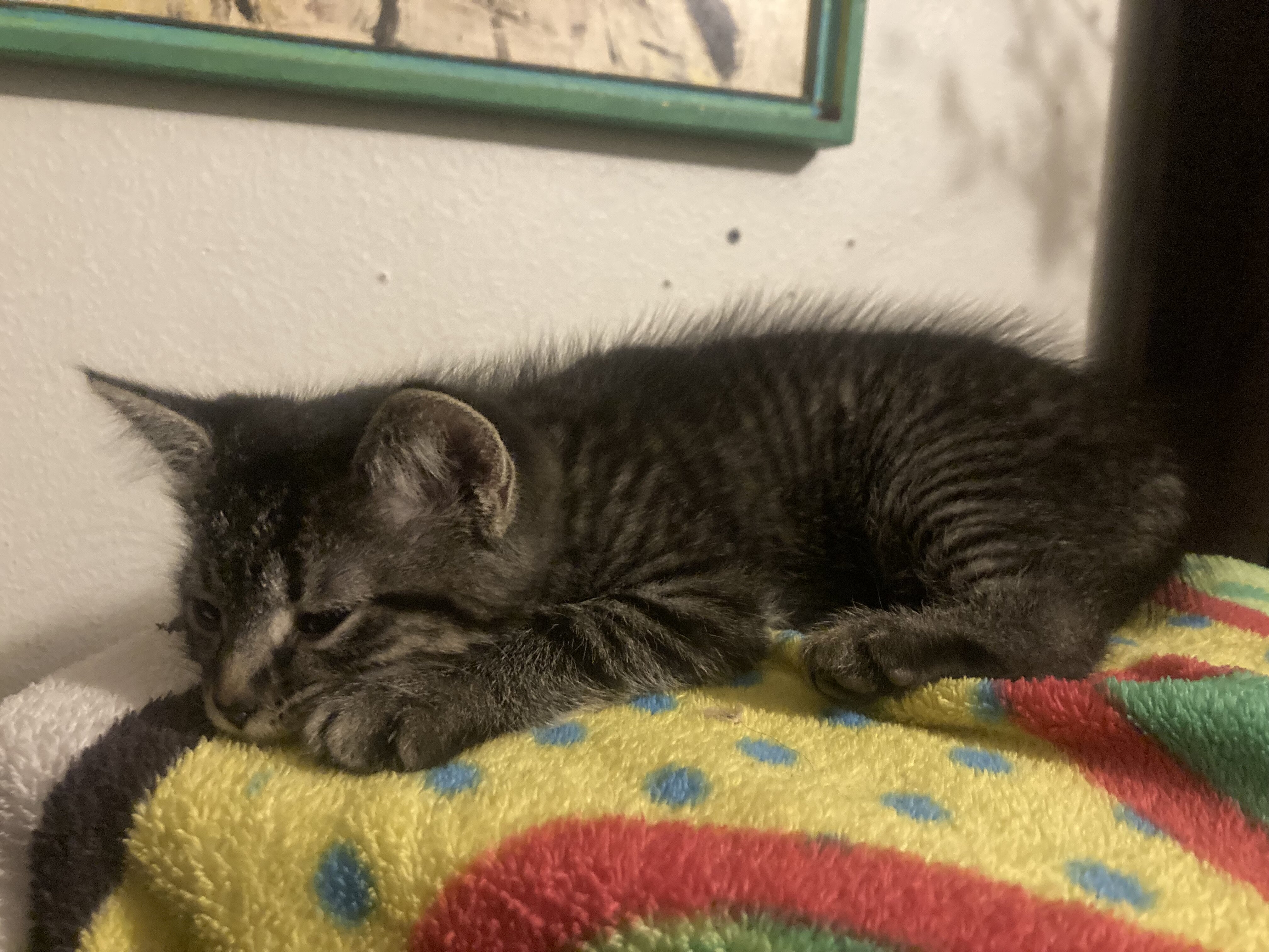 Baby kittens free to good home image 6