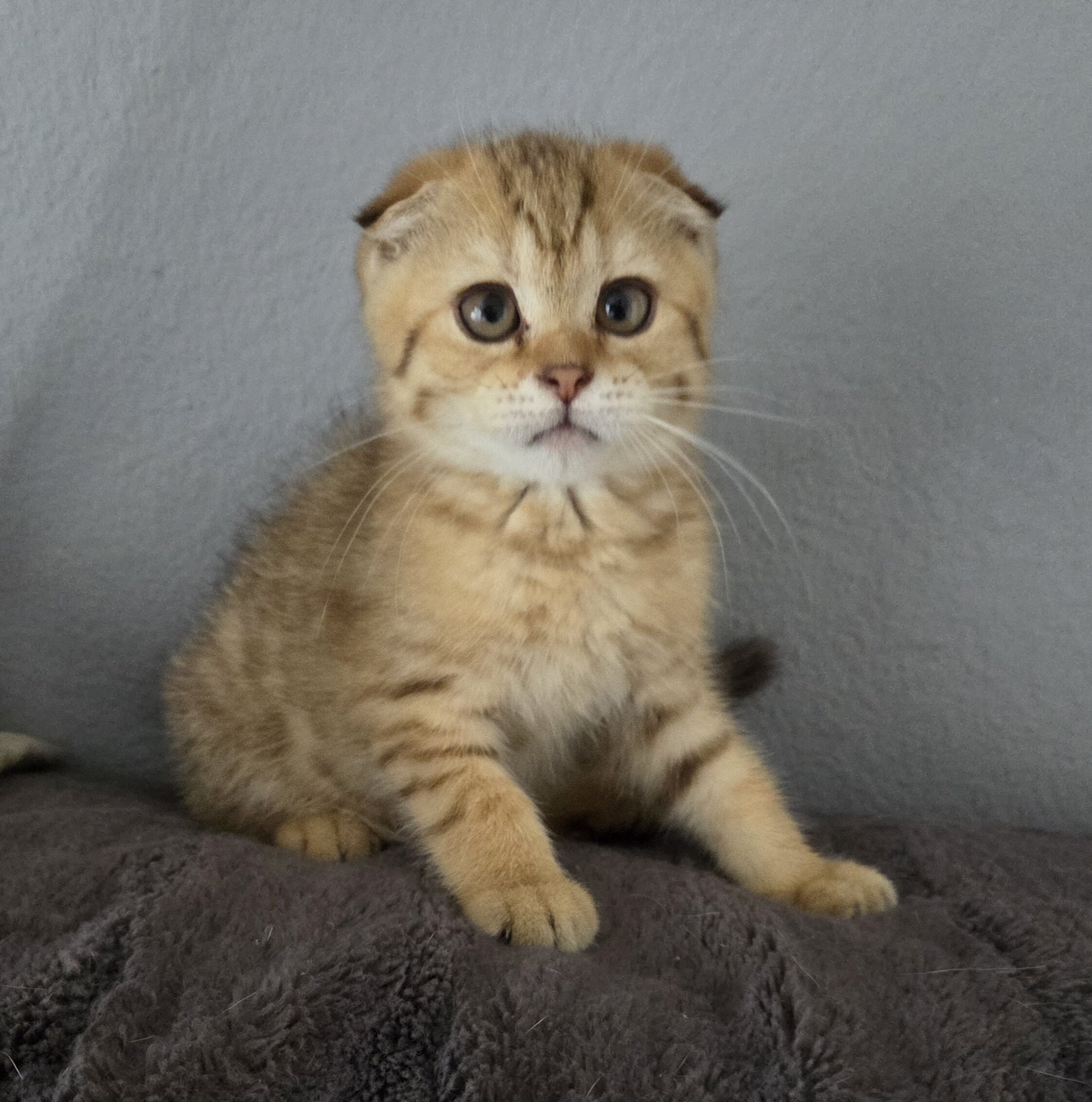 Scottish Fold - Henry image 1