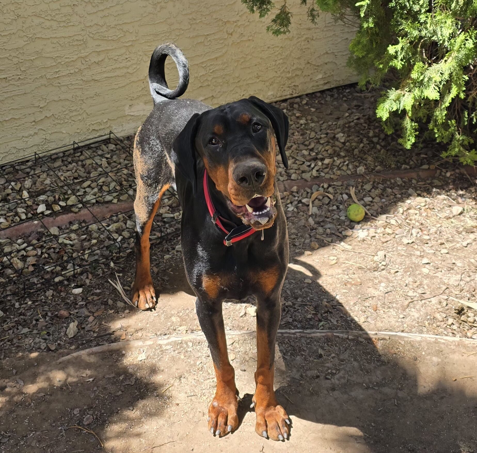 1year old akc male supersized doberman image 5
