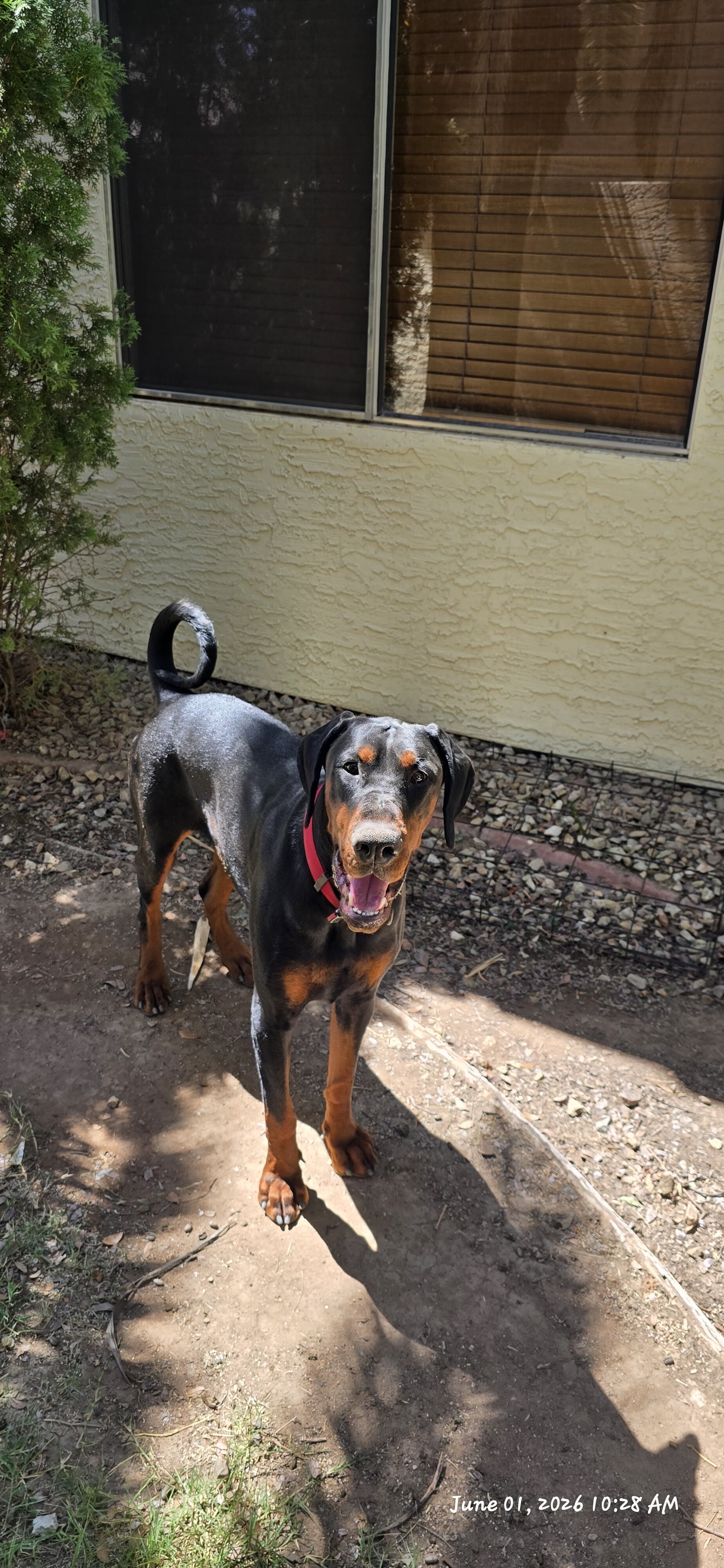 1year old akc male supersized doberman image 4