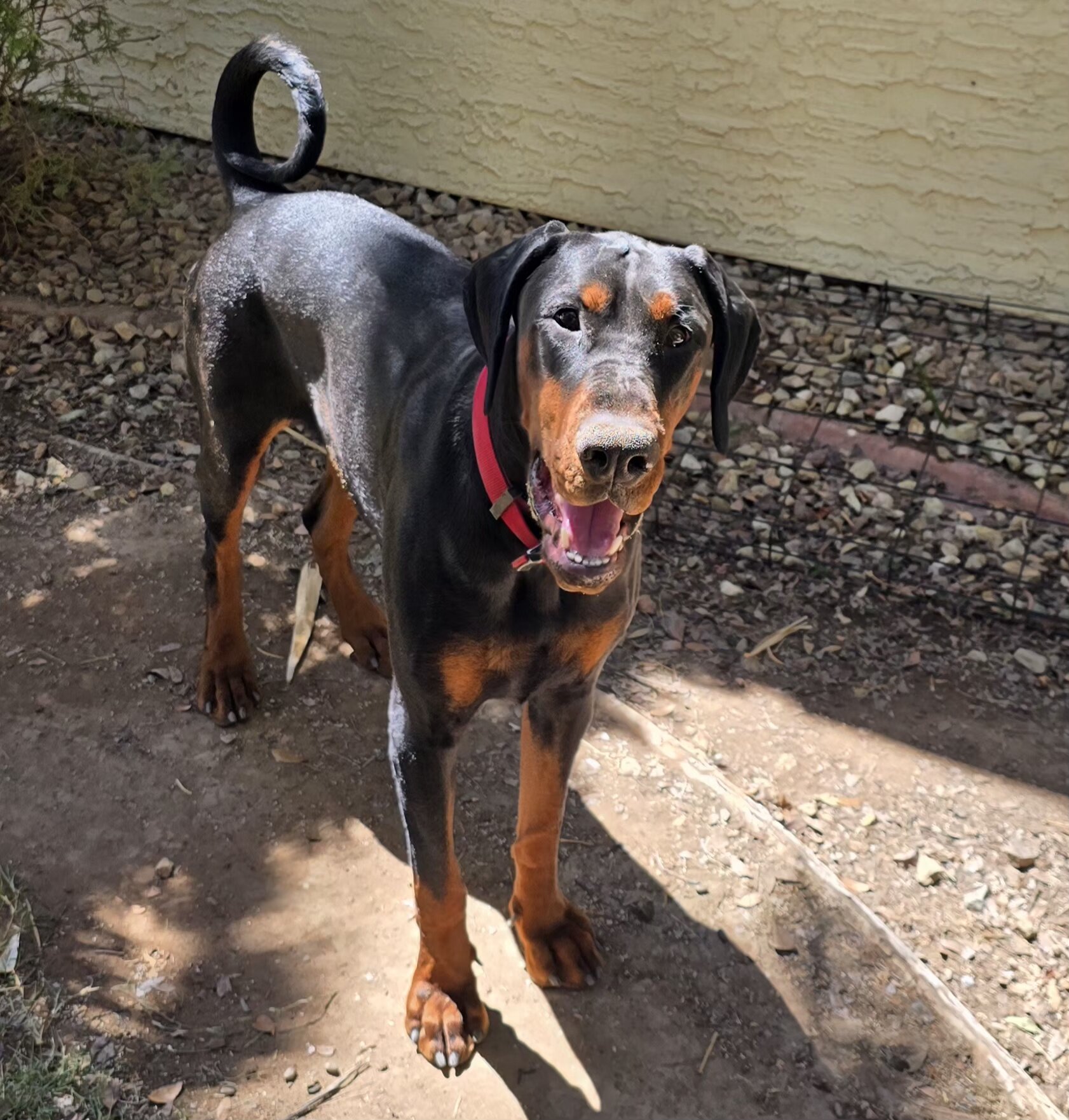 1year old akc male supersized doberman image 3