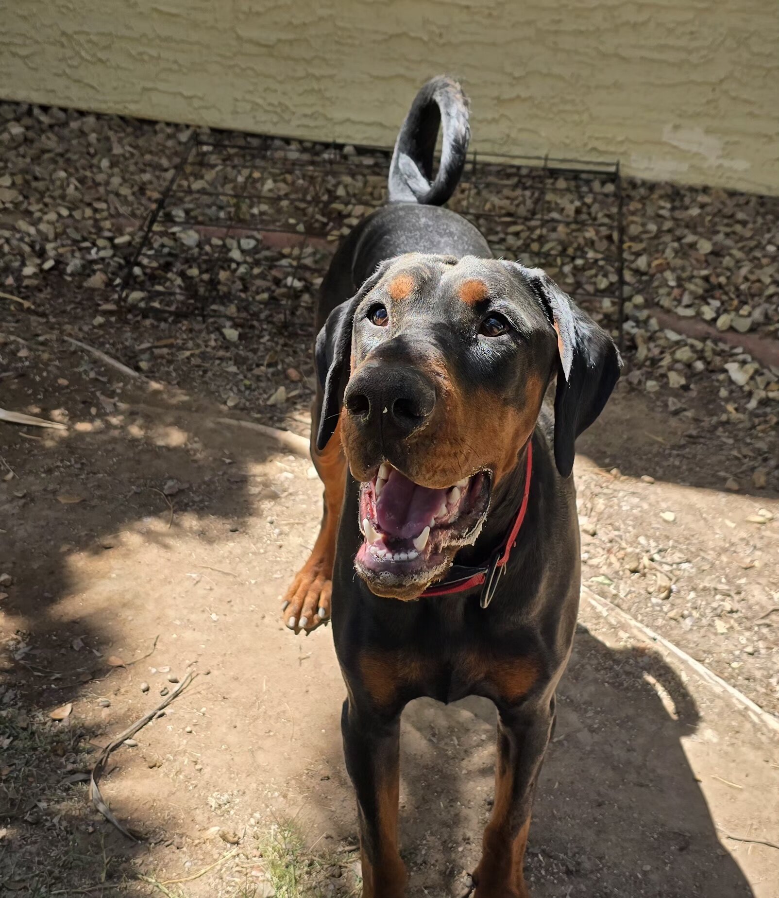 1year old akc male supersized doberman image 2