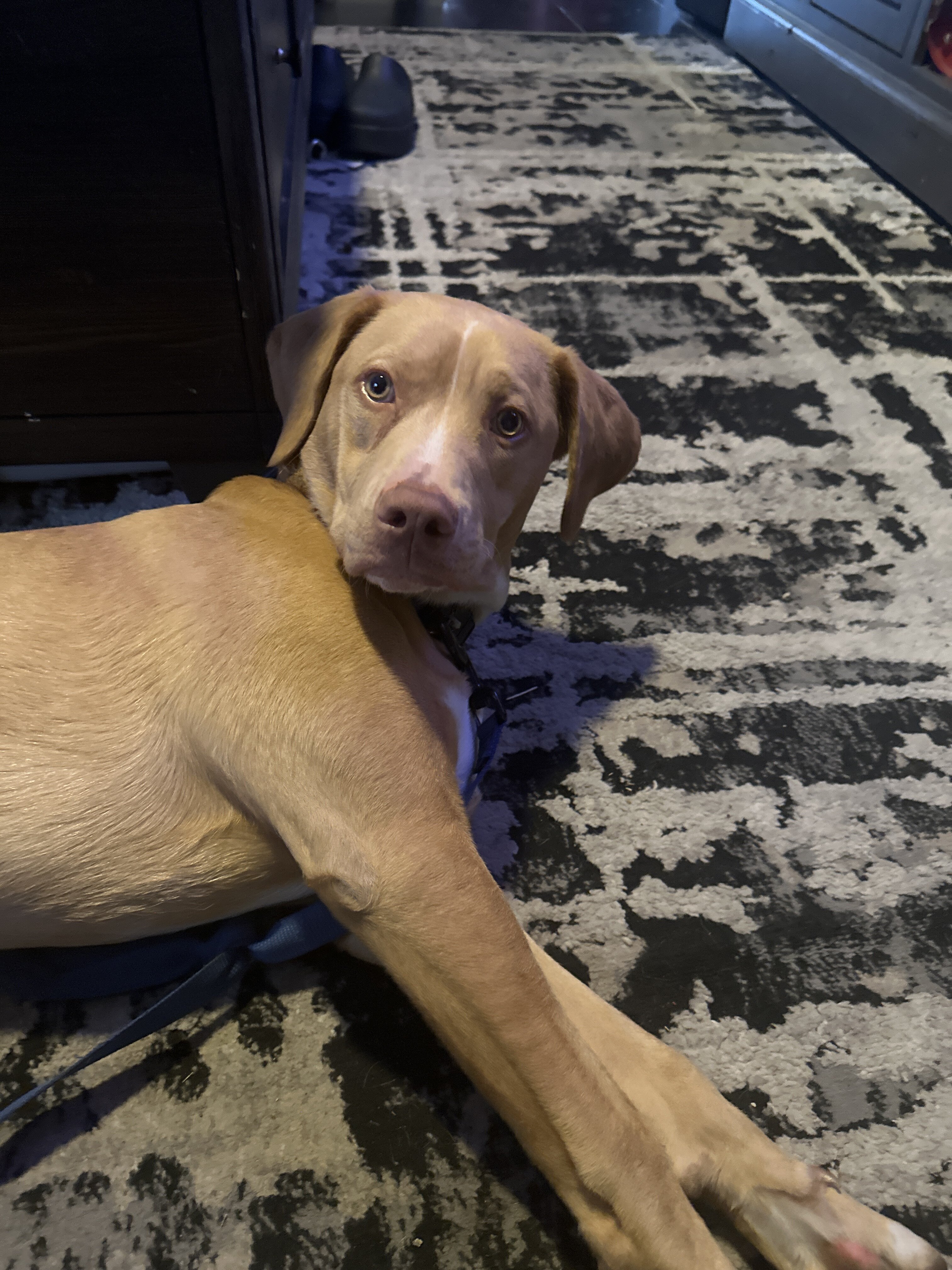 Puppy image 3