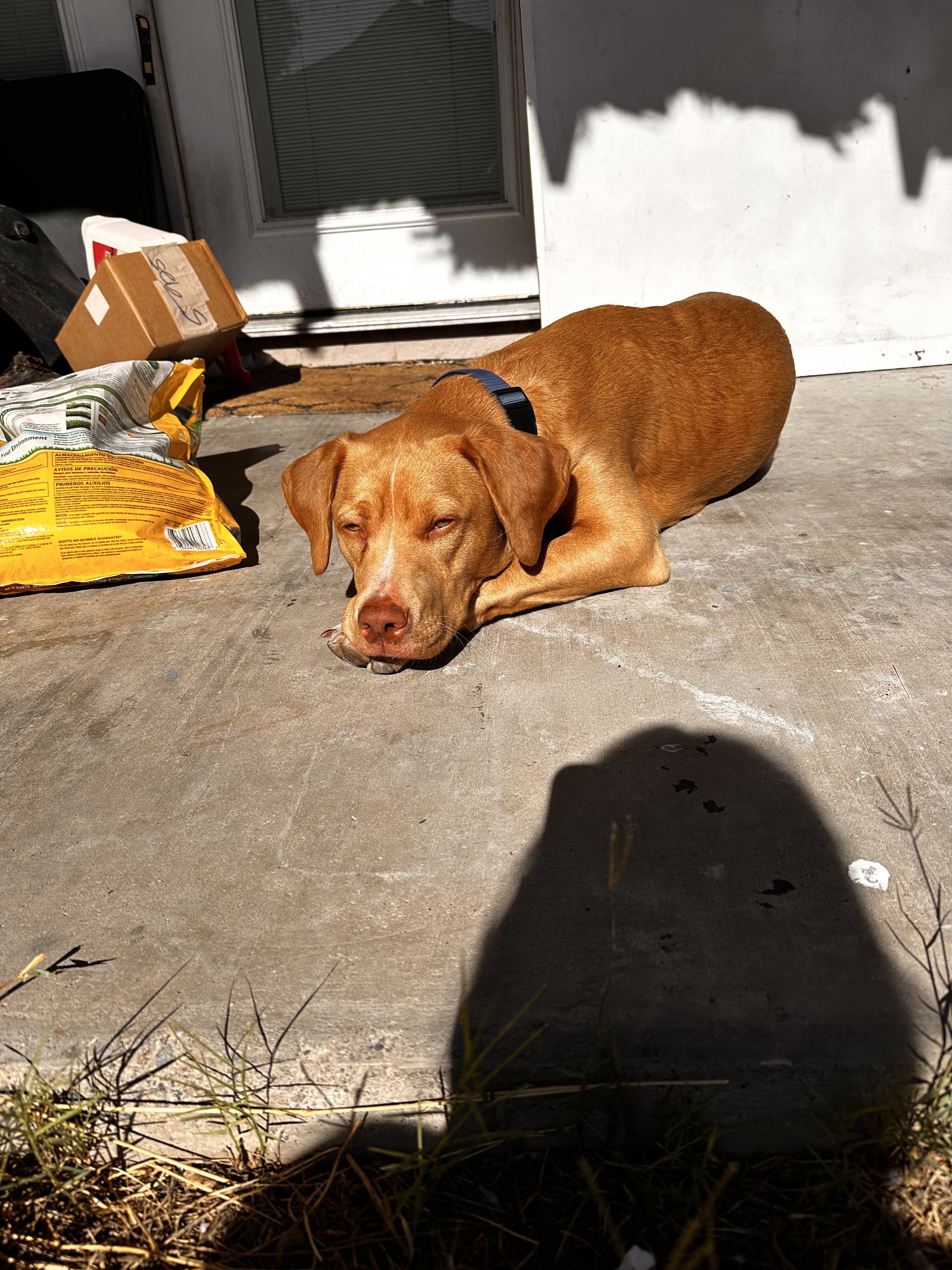 Puppy image 1