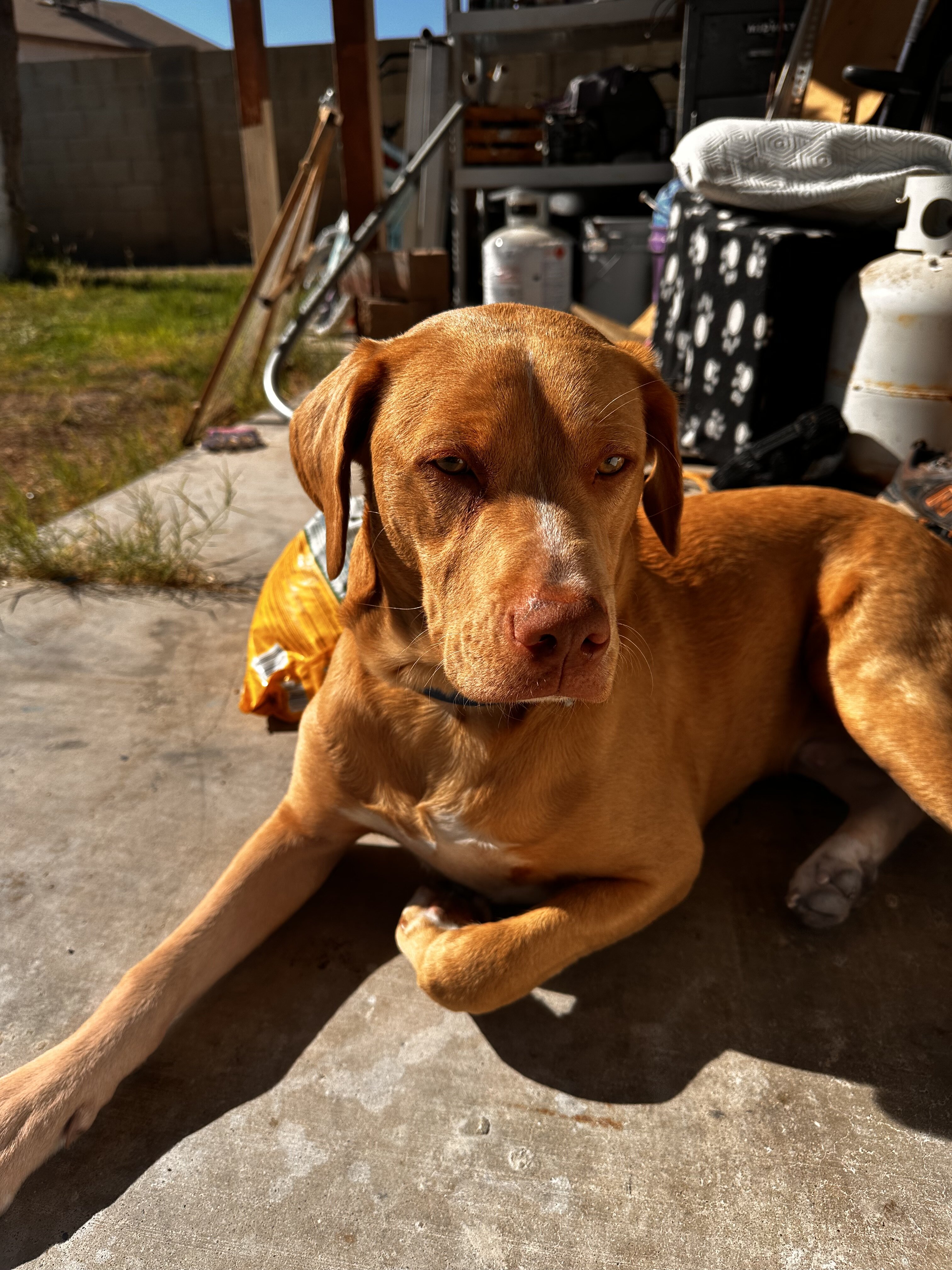 Puppy image 2