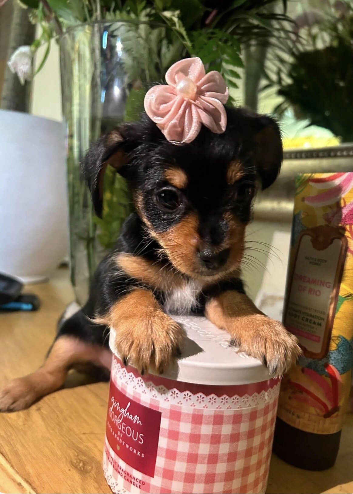 Yorkie female toy image 1