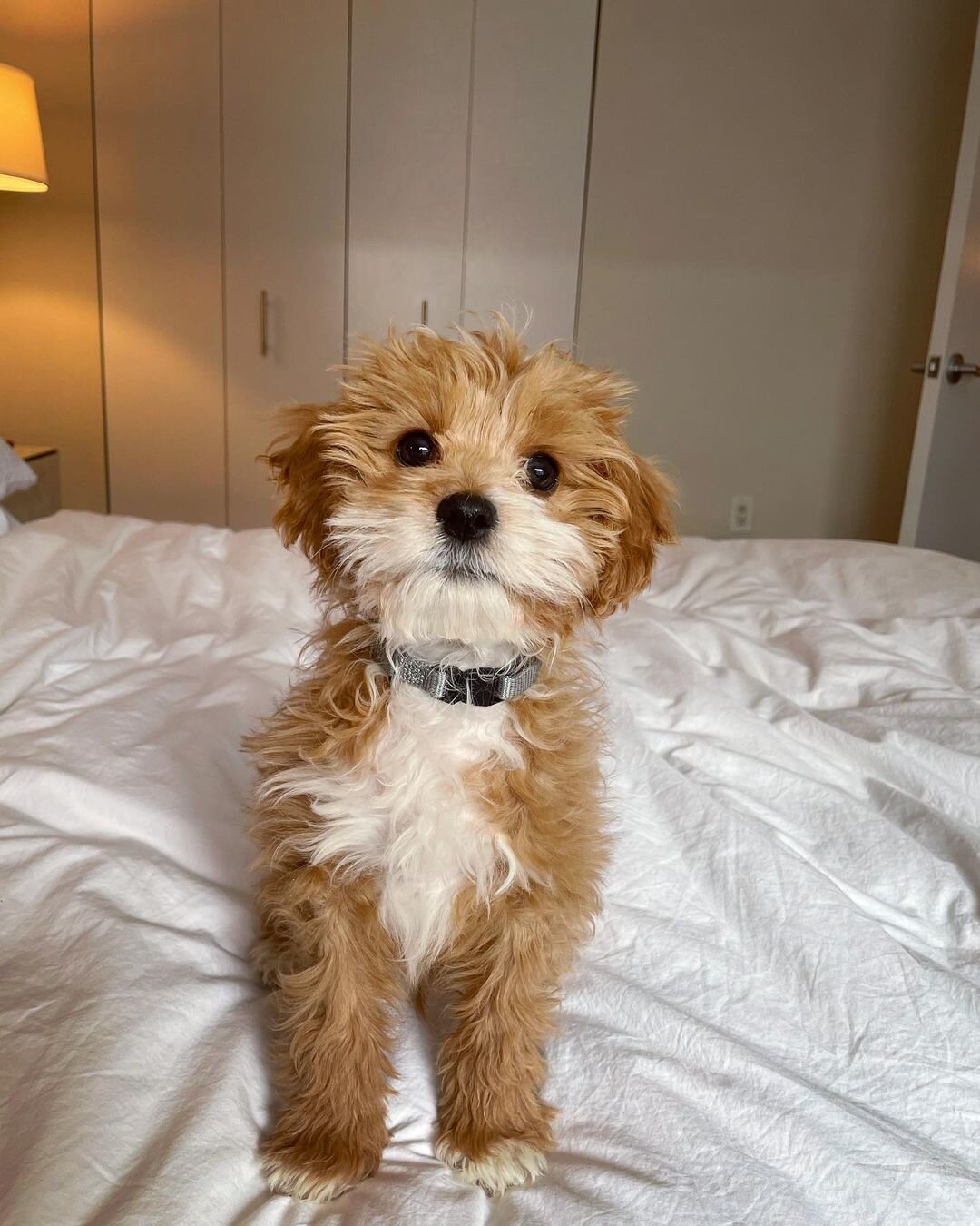 Cavapoo image 2