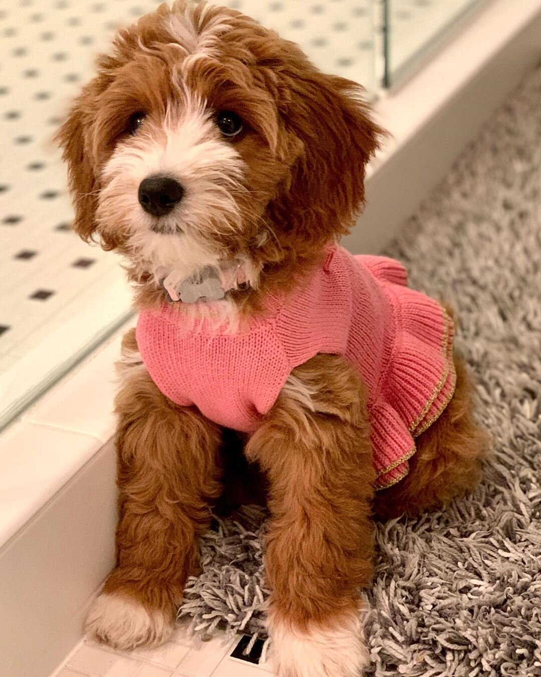 Female Golden Doodle (ANN) image 2