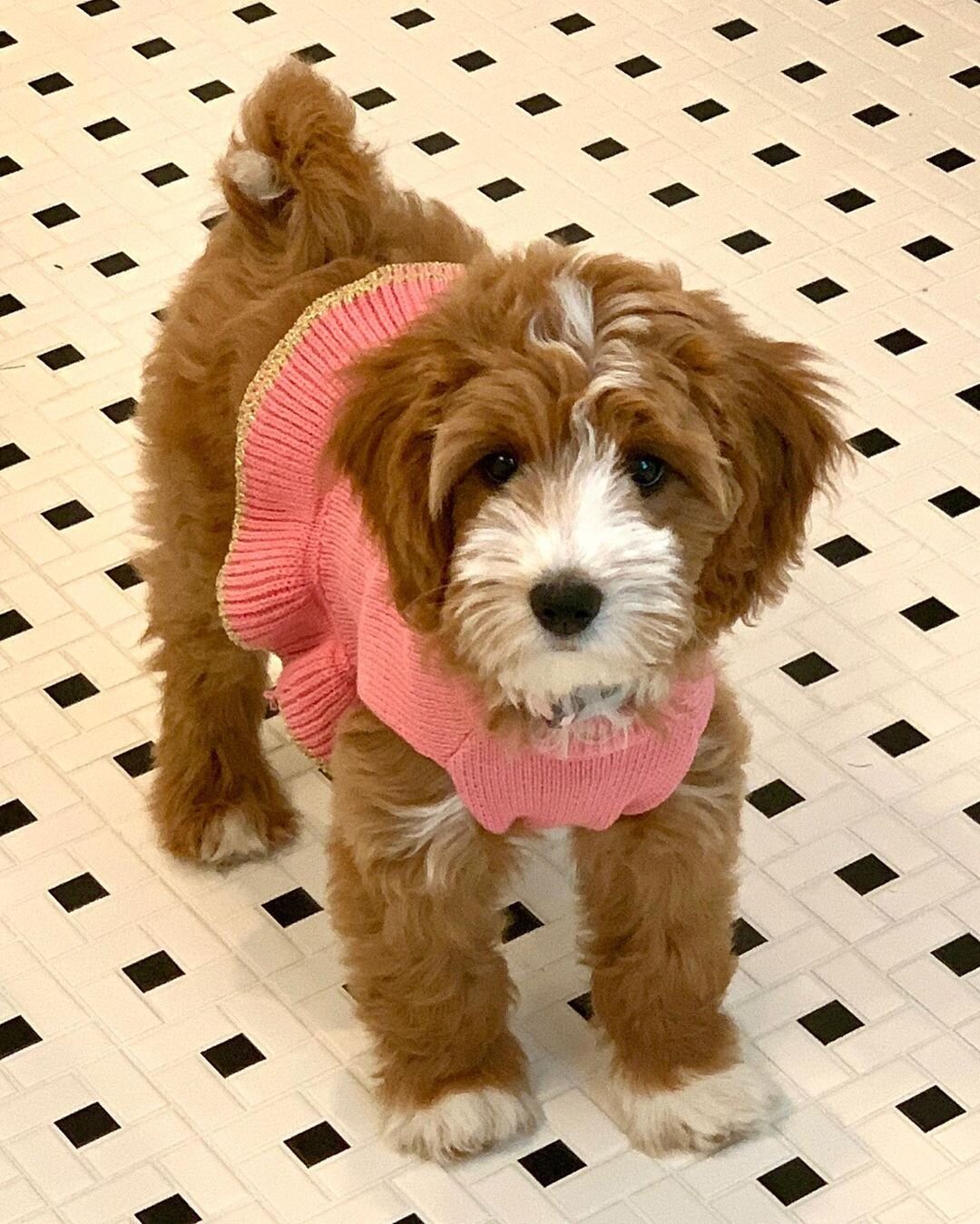 Female Golden Doodle (ANN) image 4