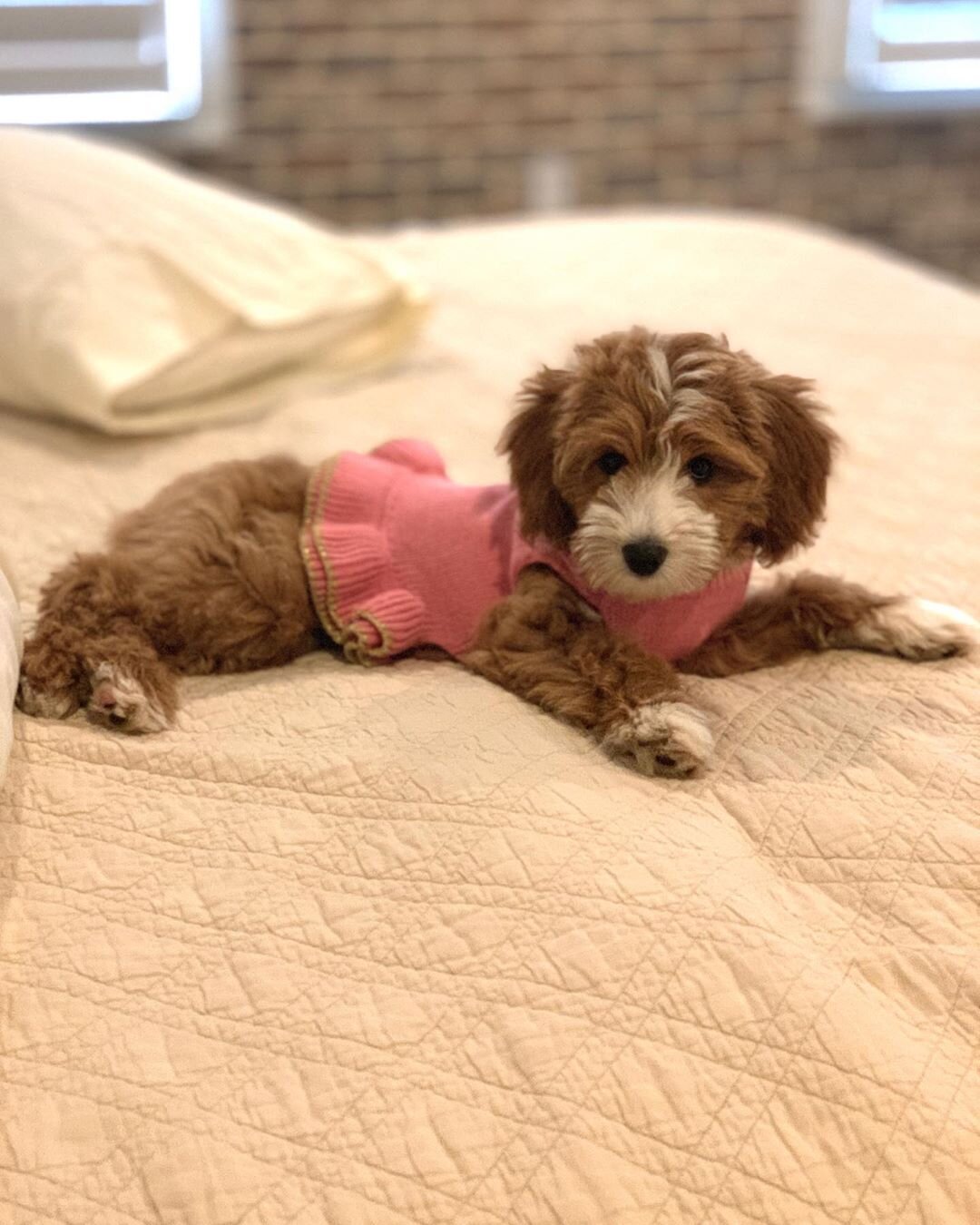 Female Golden Doodle (ANN) image 6