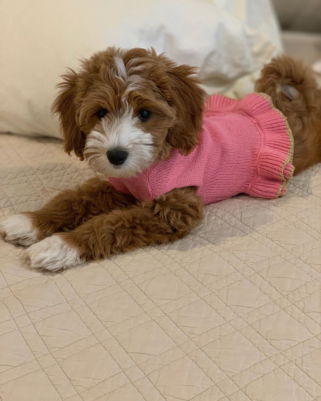Female Golden Doodle (ANN) image 3