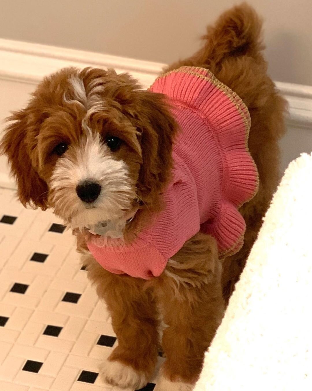 Female Golden Doodle (ANN) image 5