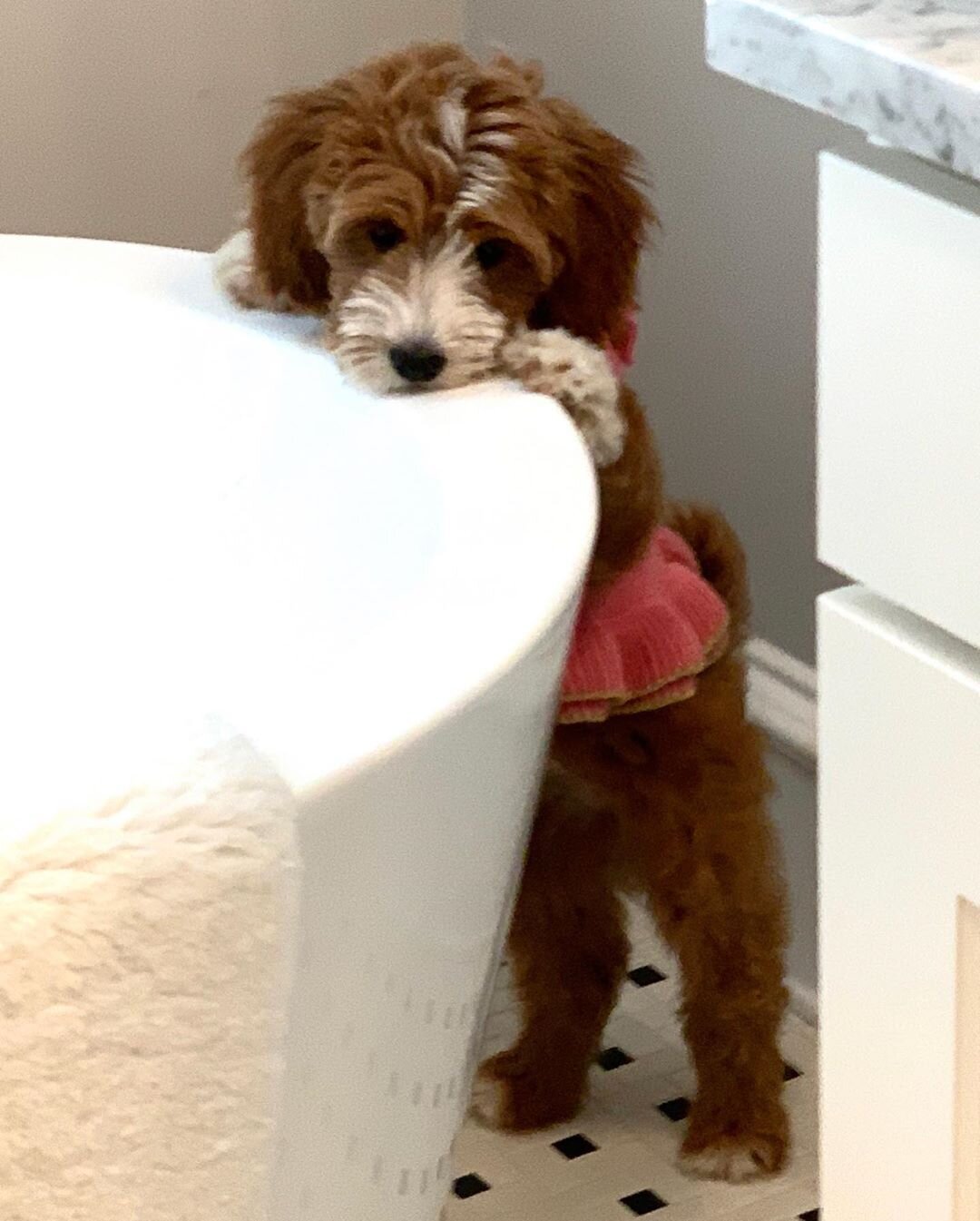 Female Golden Doodle (ANN) image 1