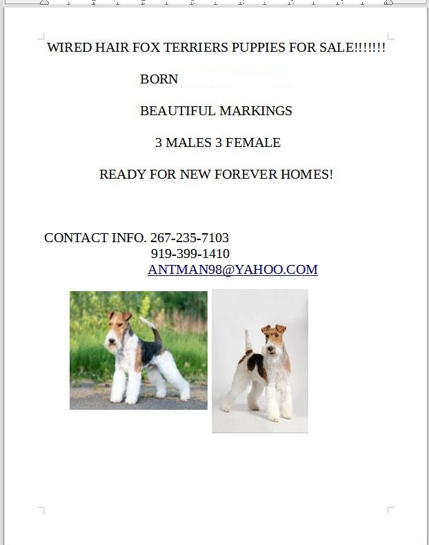 REG. WIRE HAIR FOX TERRIERS image 1
