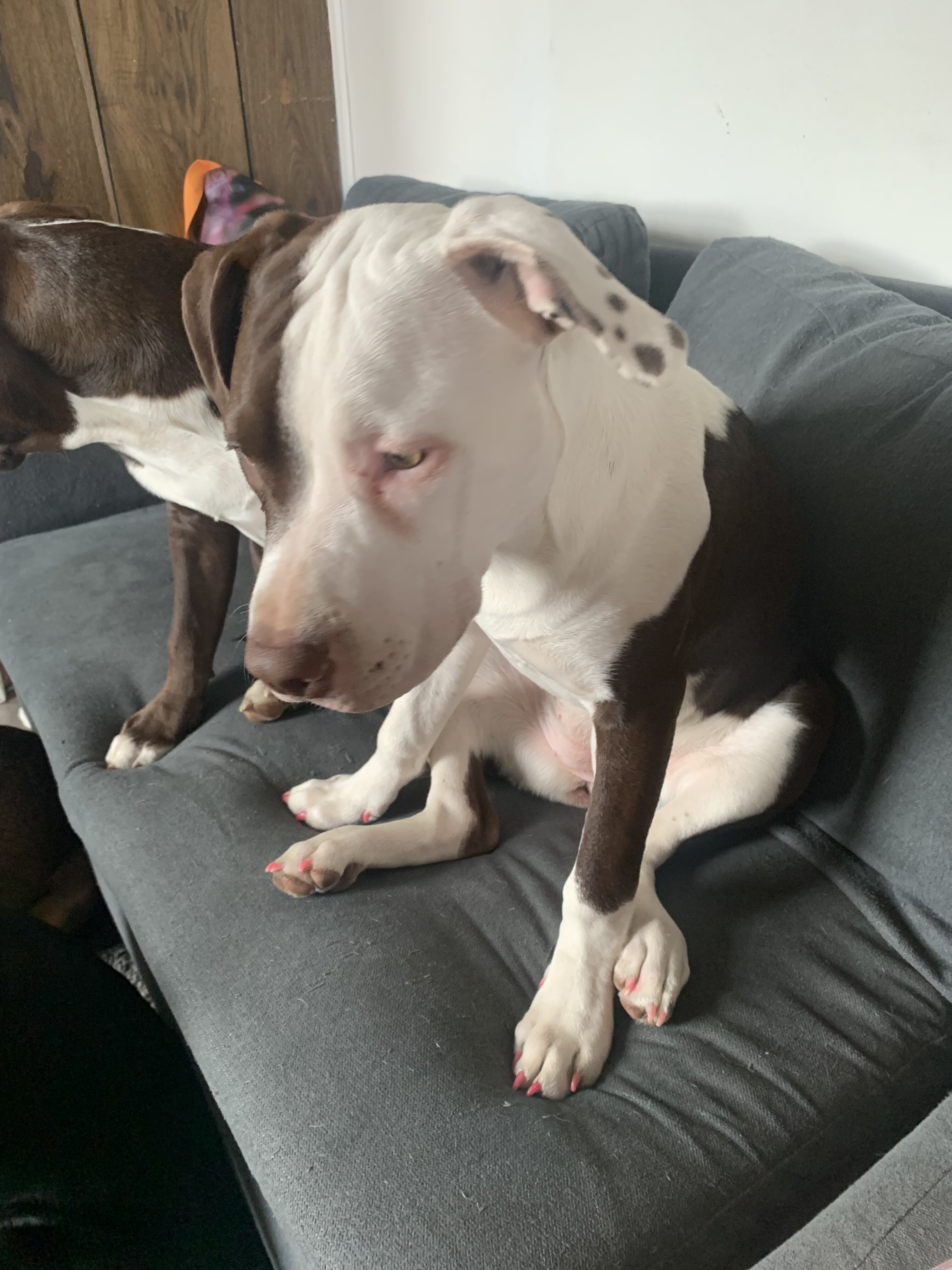 Three American Staffordshire terriers image 6