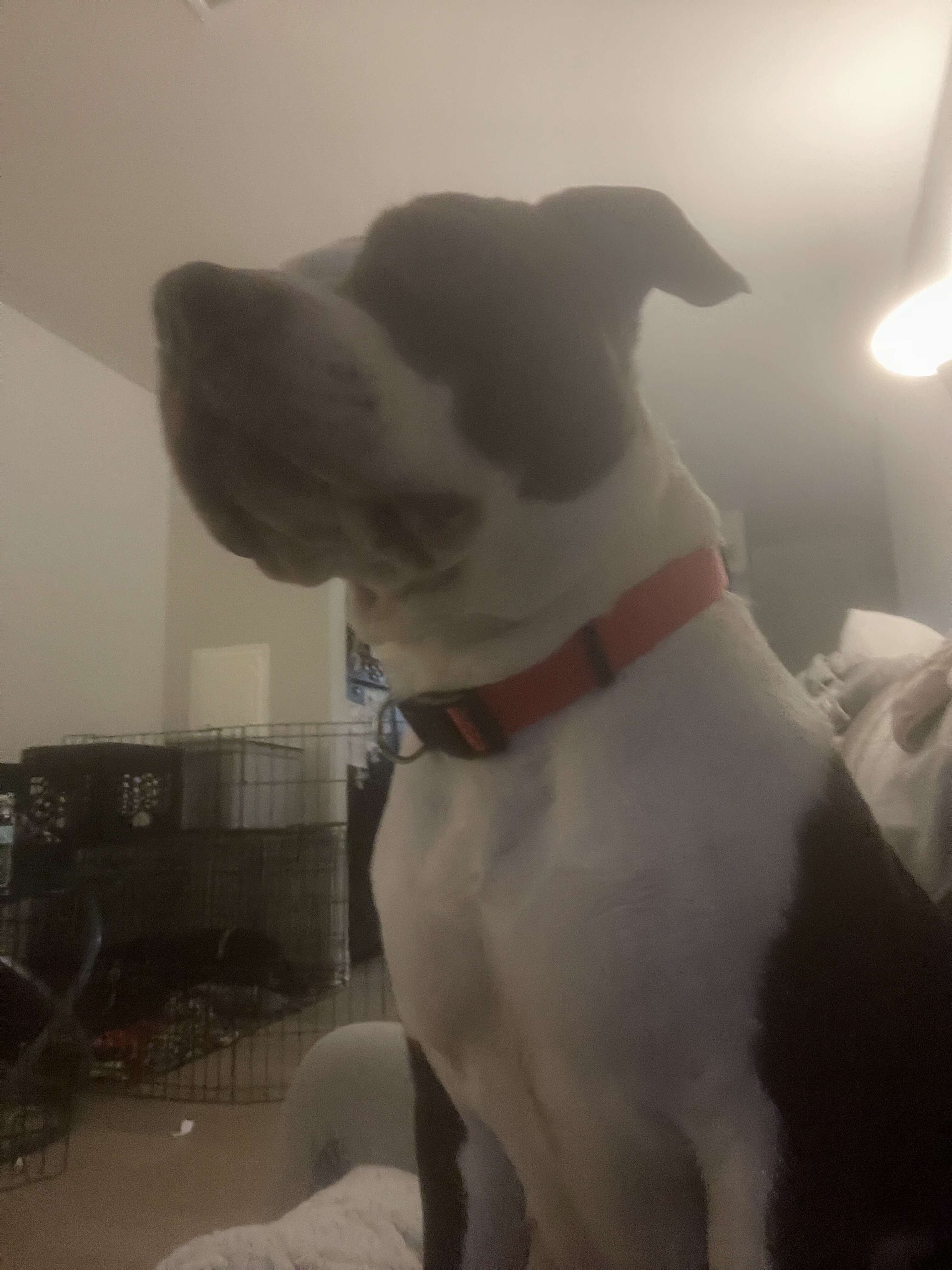 Three American Staffordshire terriers image 2