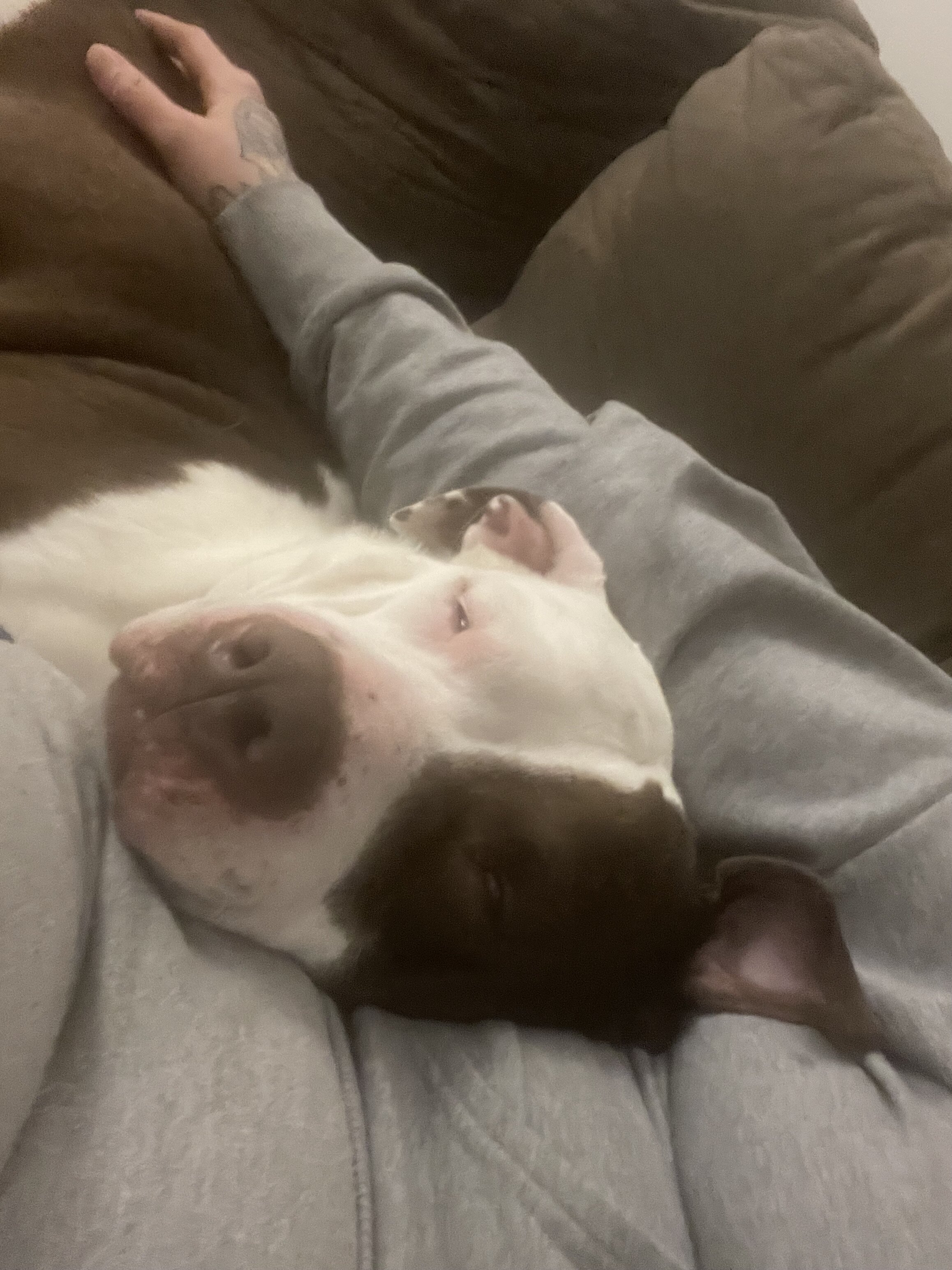 Three American Staffordshire terriers image 3