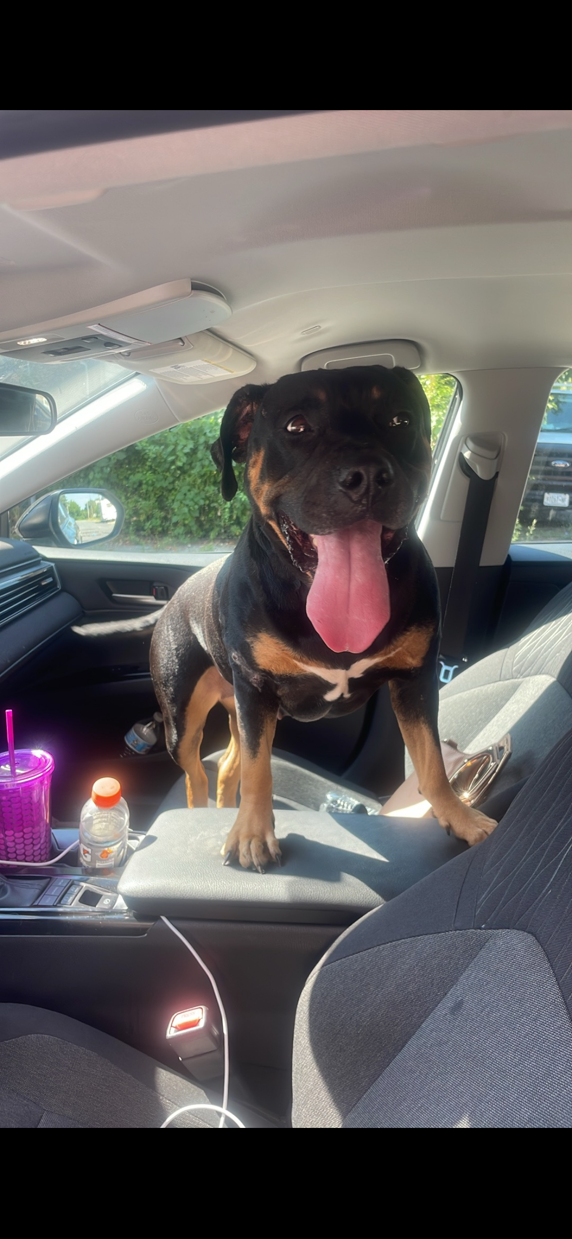 Three American Staffordshire terriers image 1