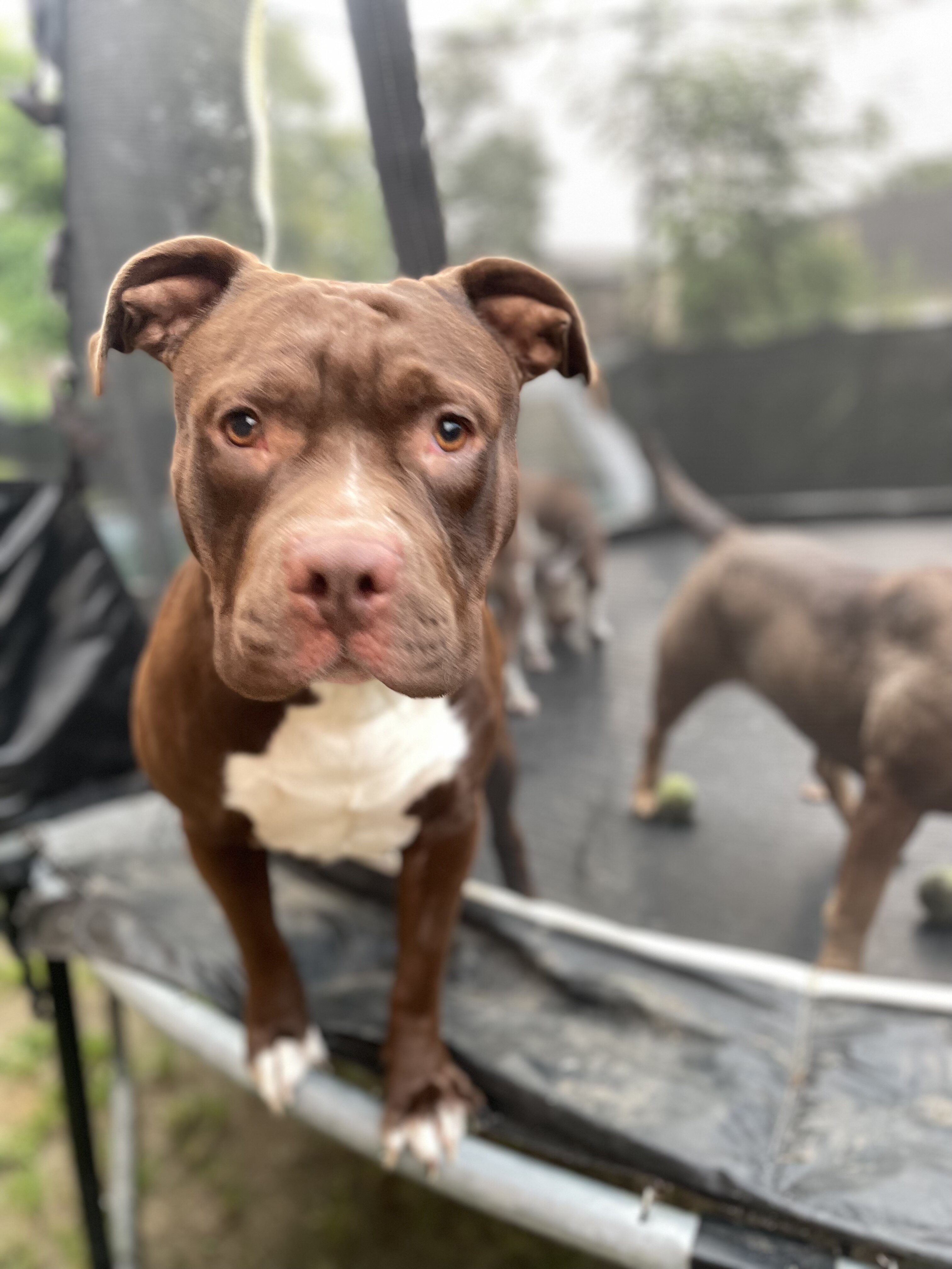 Three American Staffordshire terriers image 4