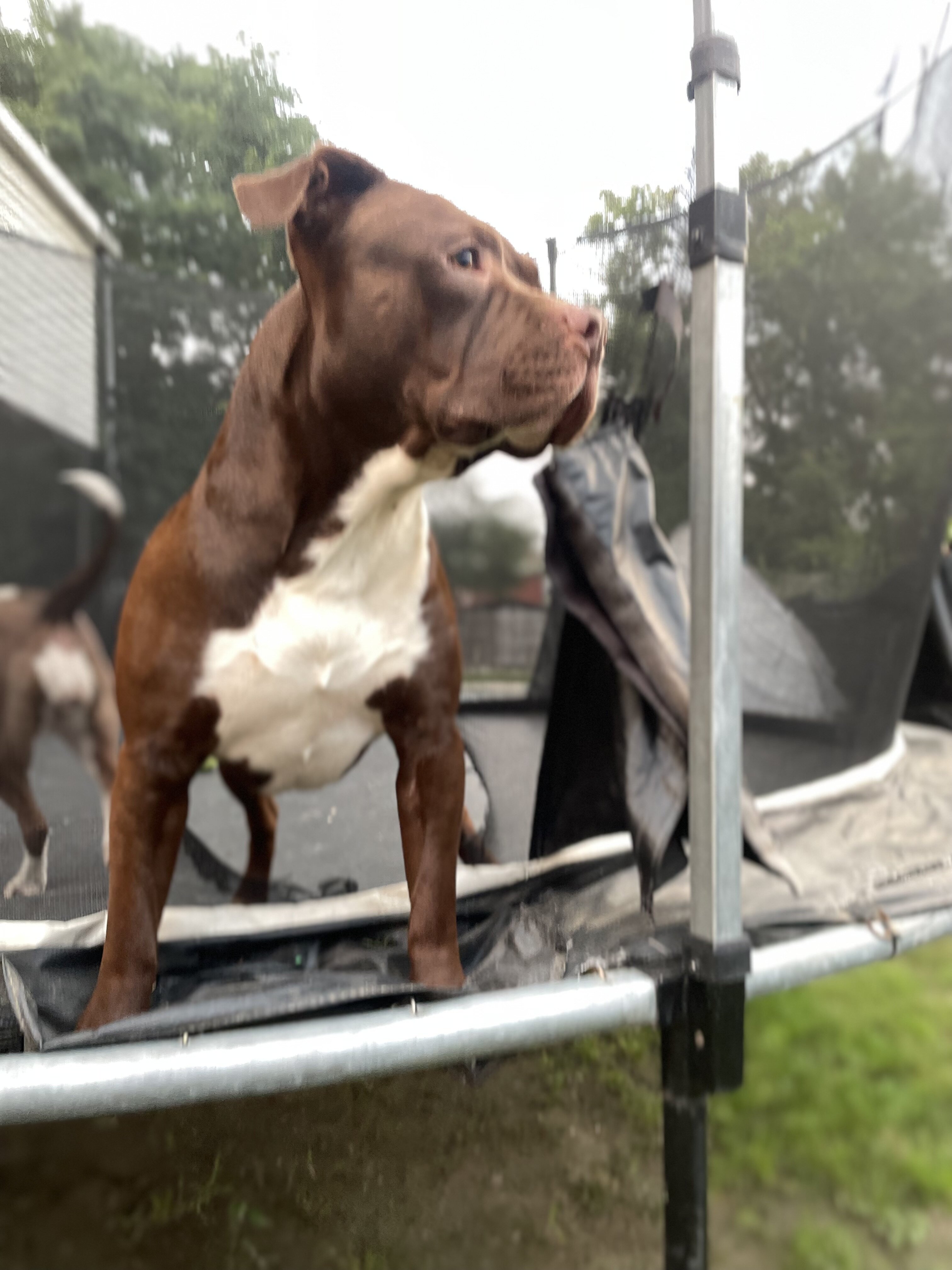 Three American Staffordshire terriers image 5