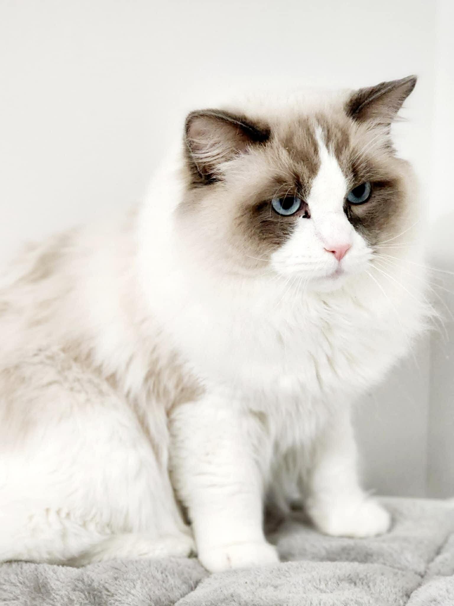 Ragdoll TICA registered male image 3