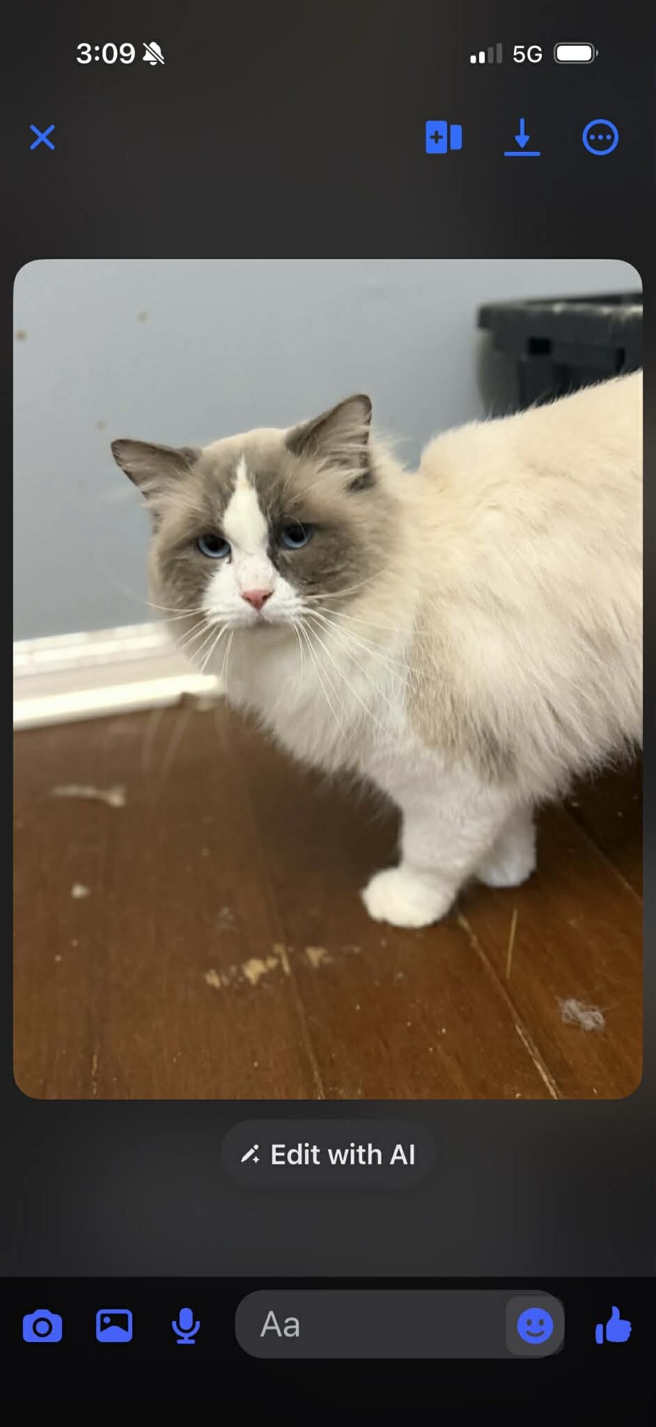 Ragdoll TICA registered male image 2