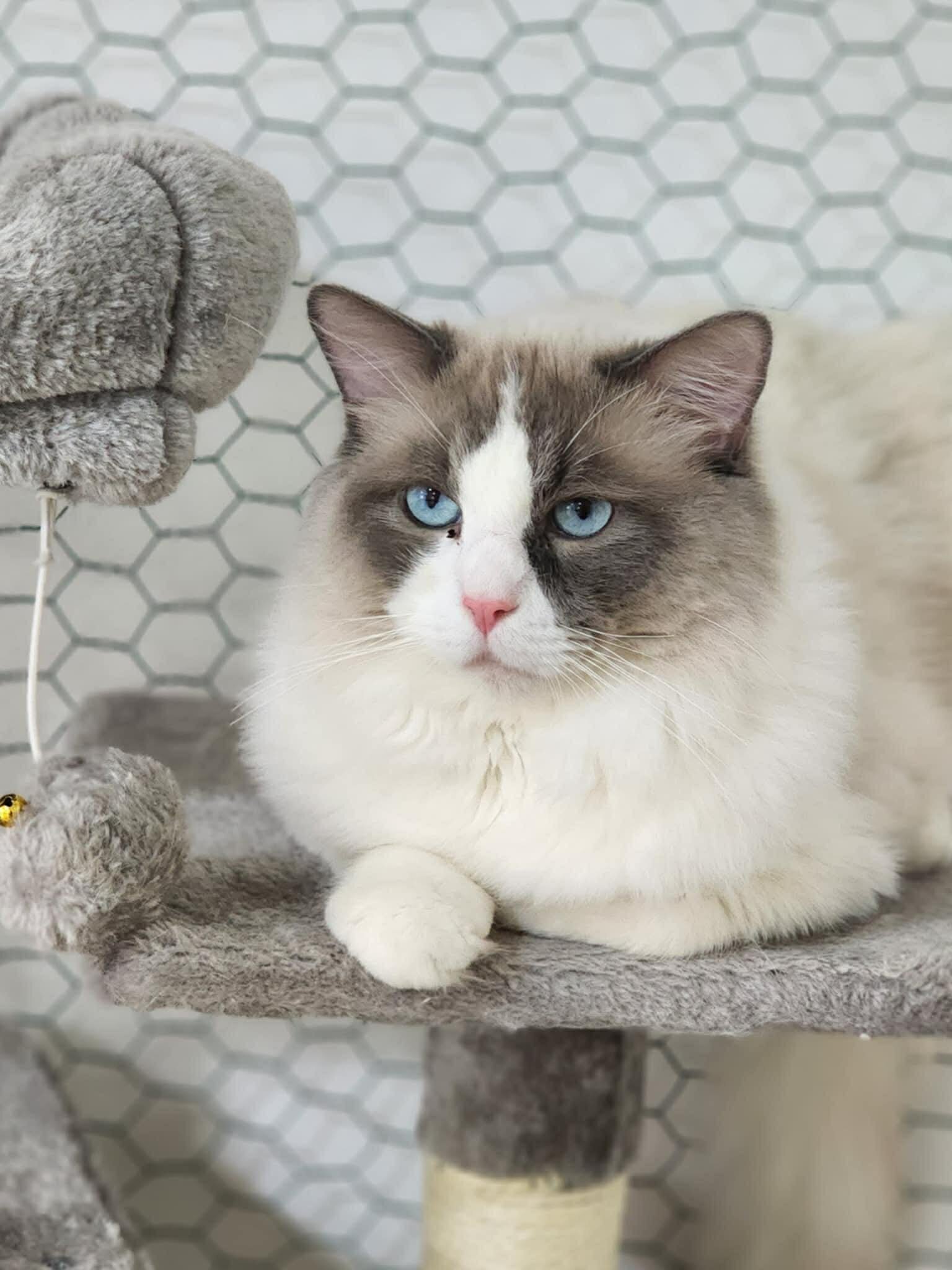 Ragdoll TICA registered male image 1