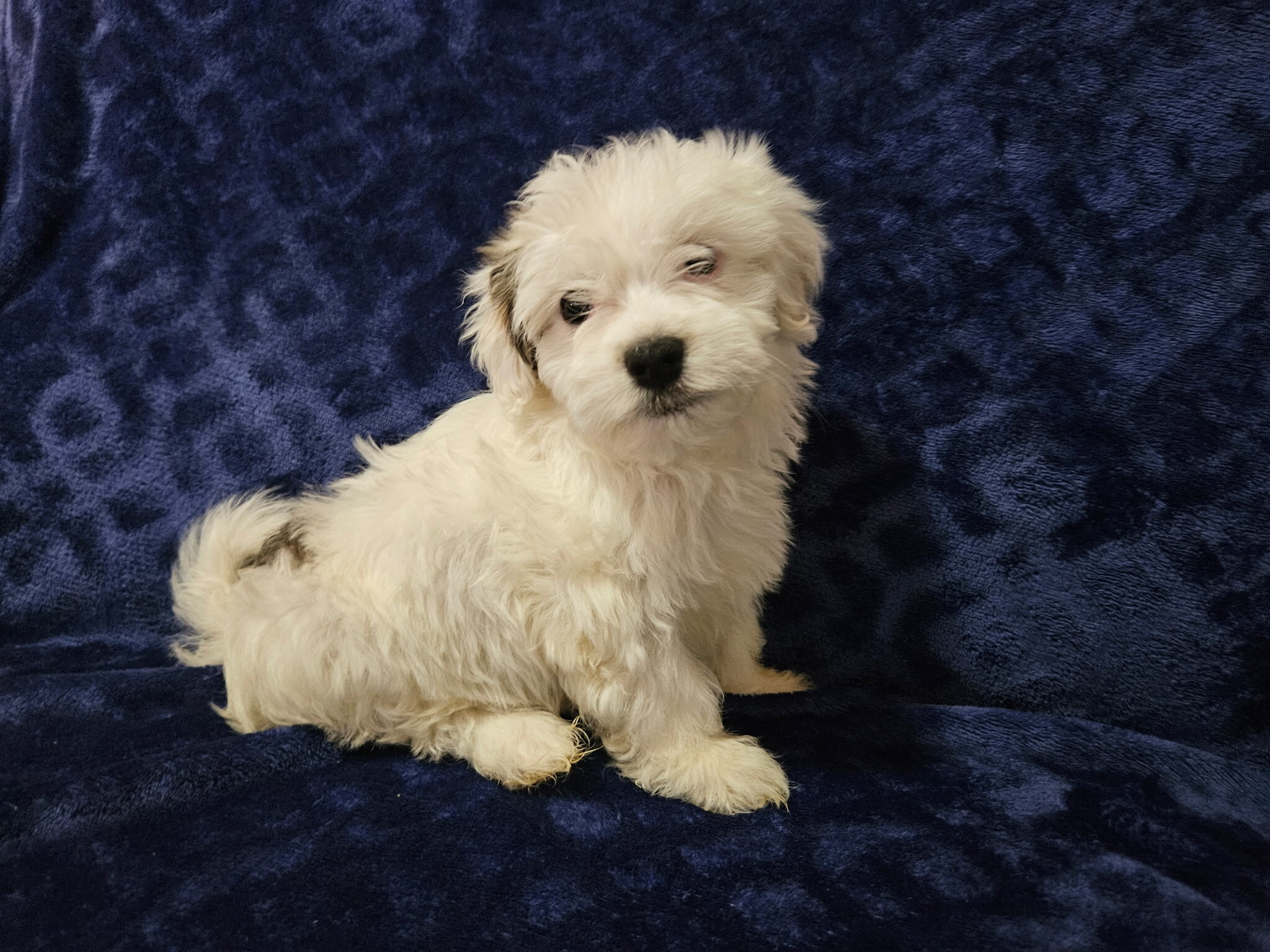 Male Havanese puppy image 1