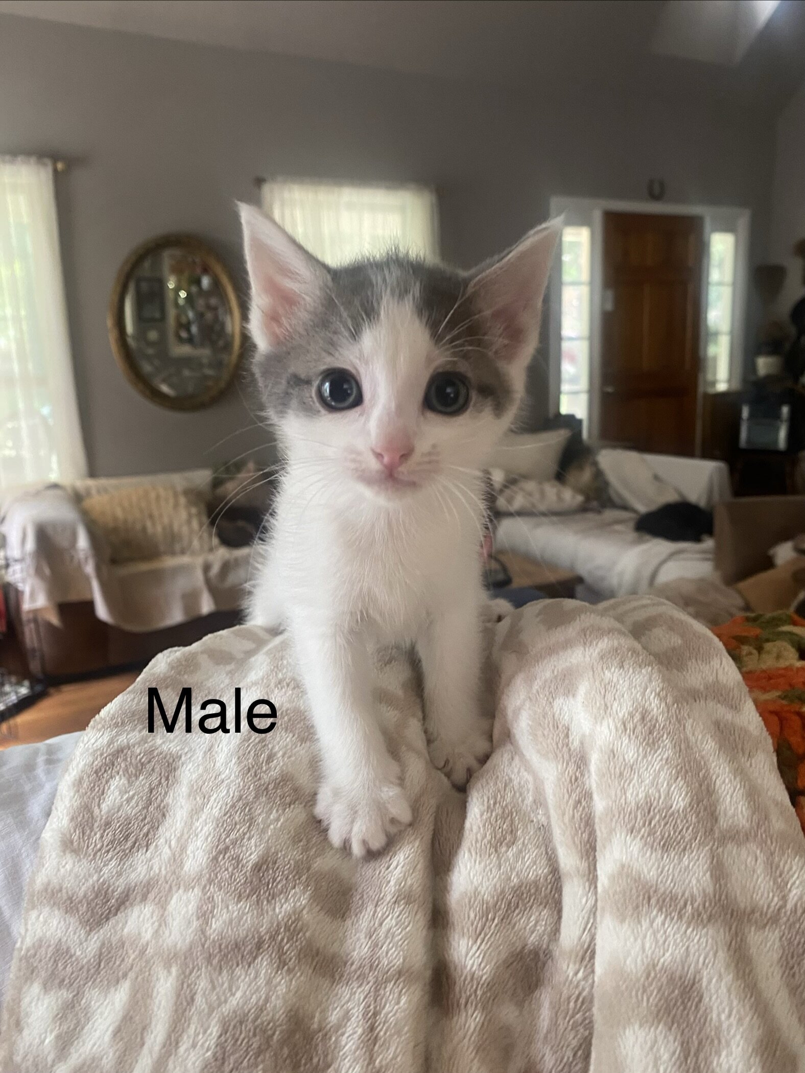 Foster Kittens image 5