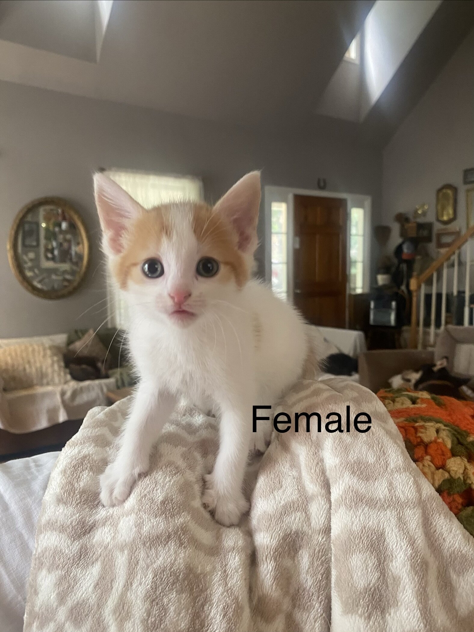 Foster Kittens image 3