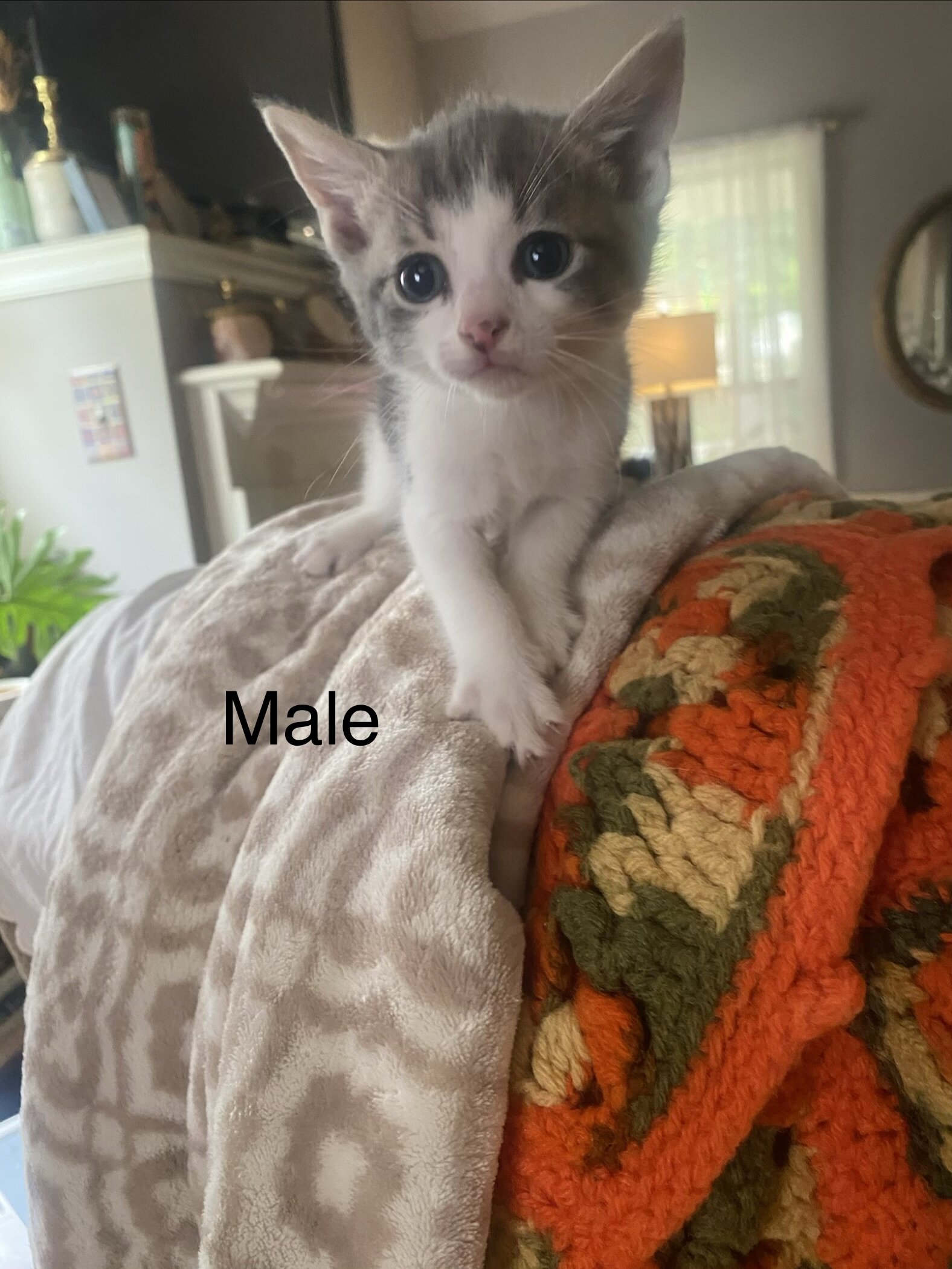Foster Kittens image 4