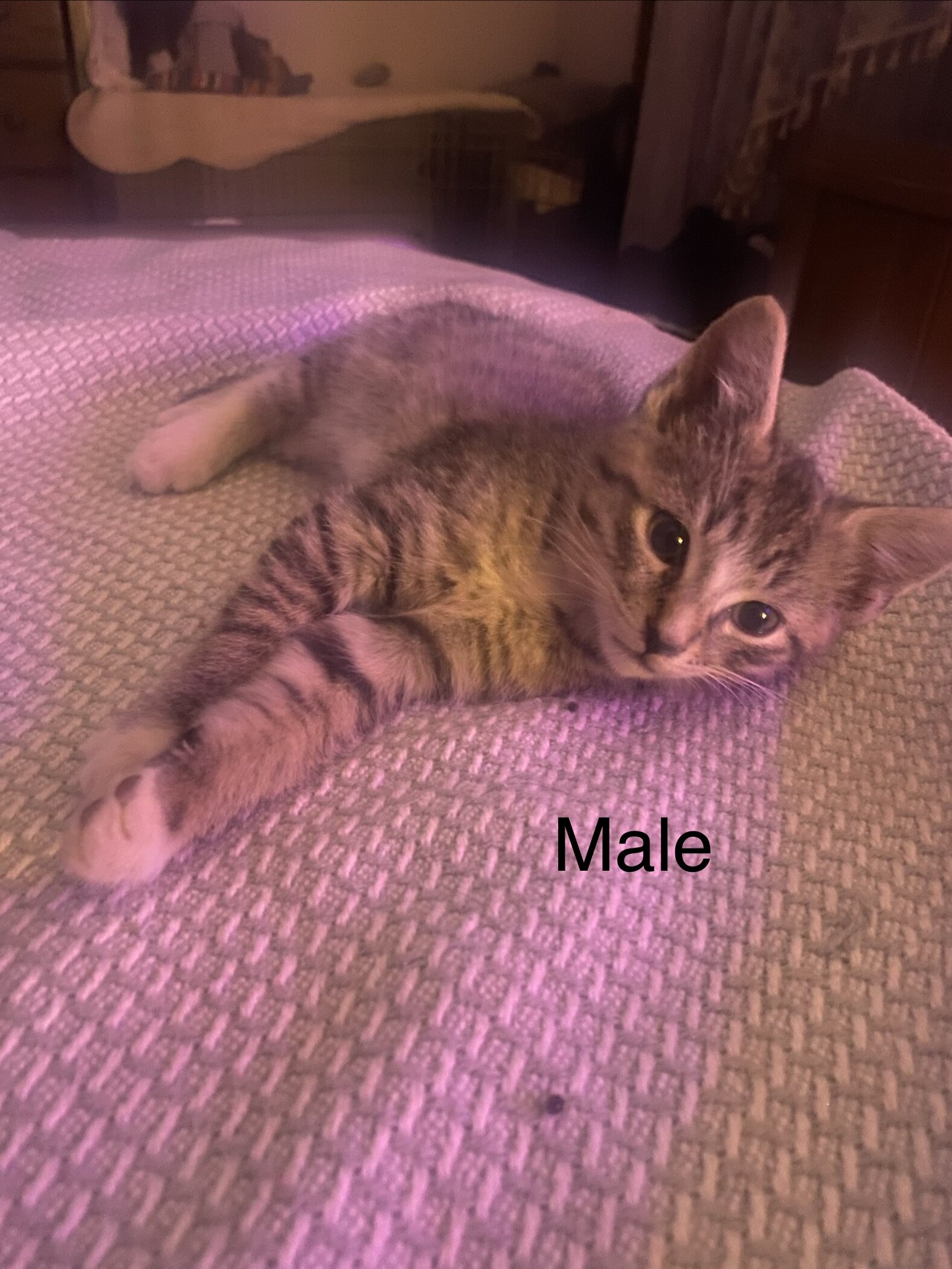 Foster Kittens image 2