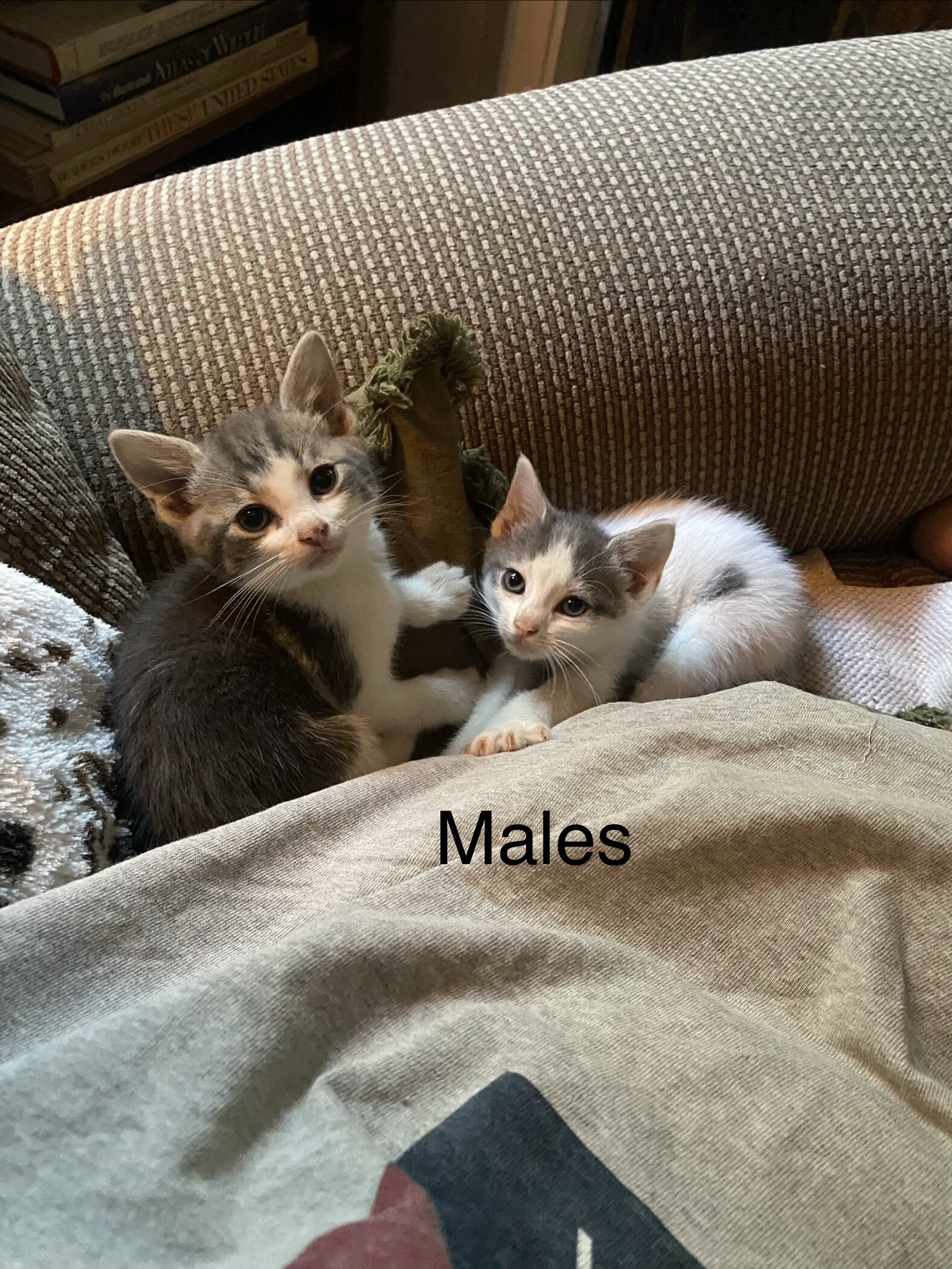Foster Kittens image 1