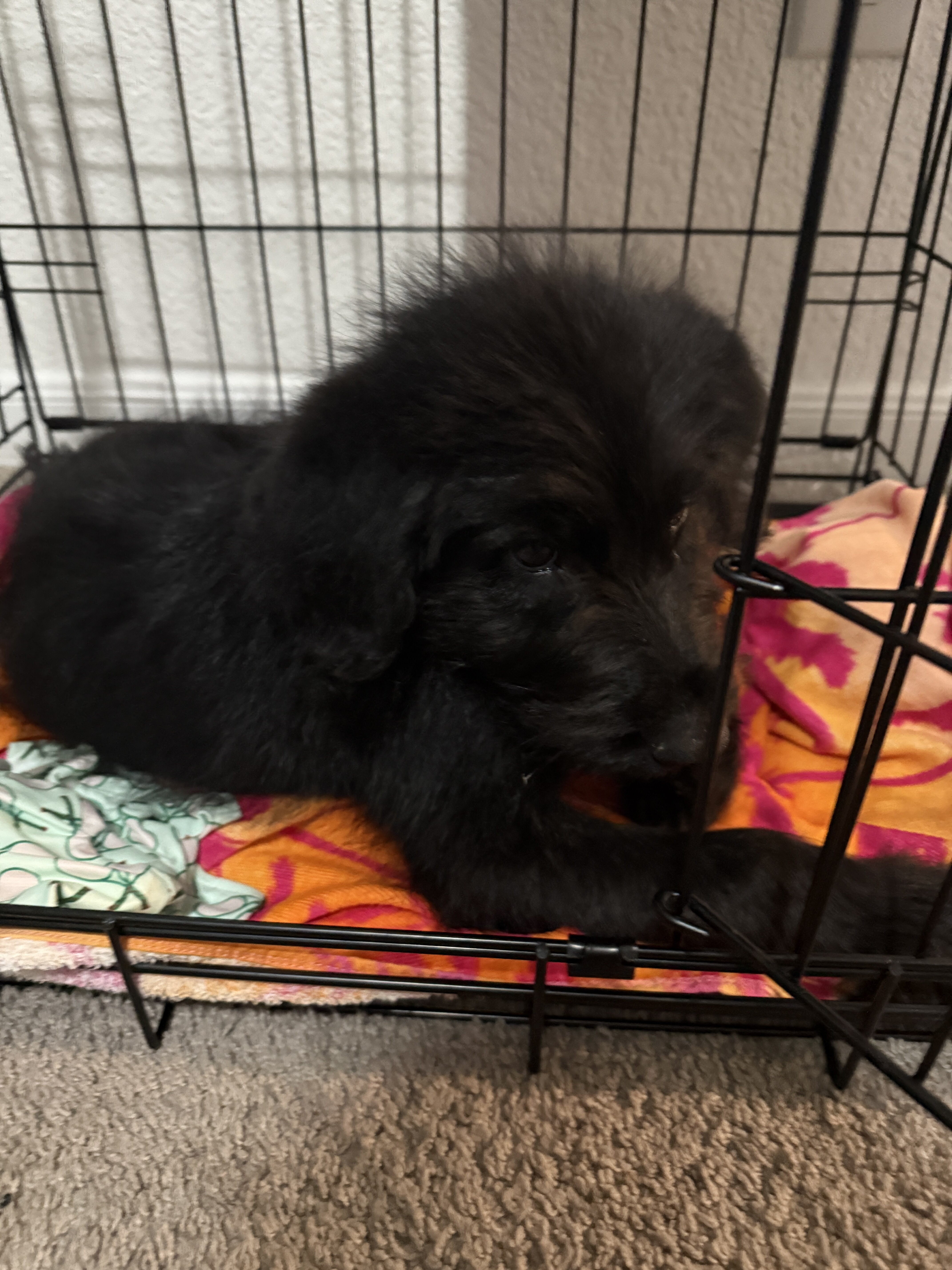 Dog image 2