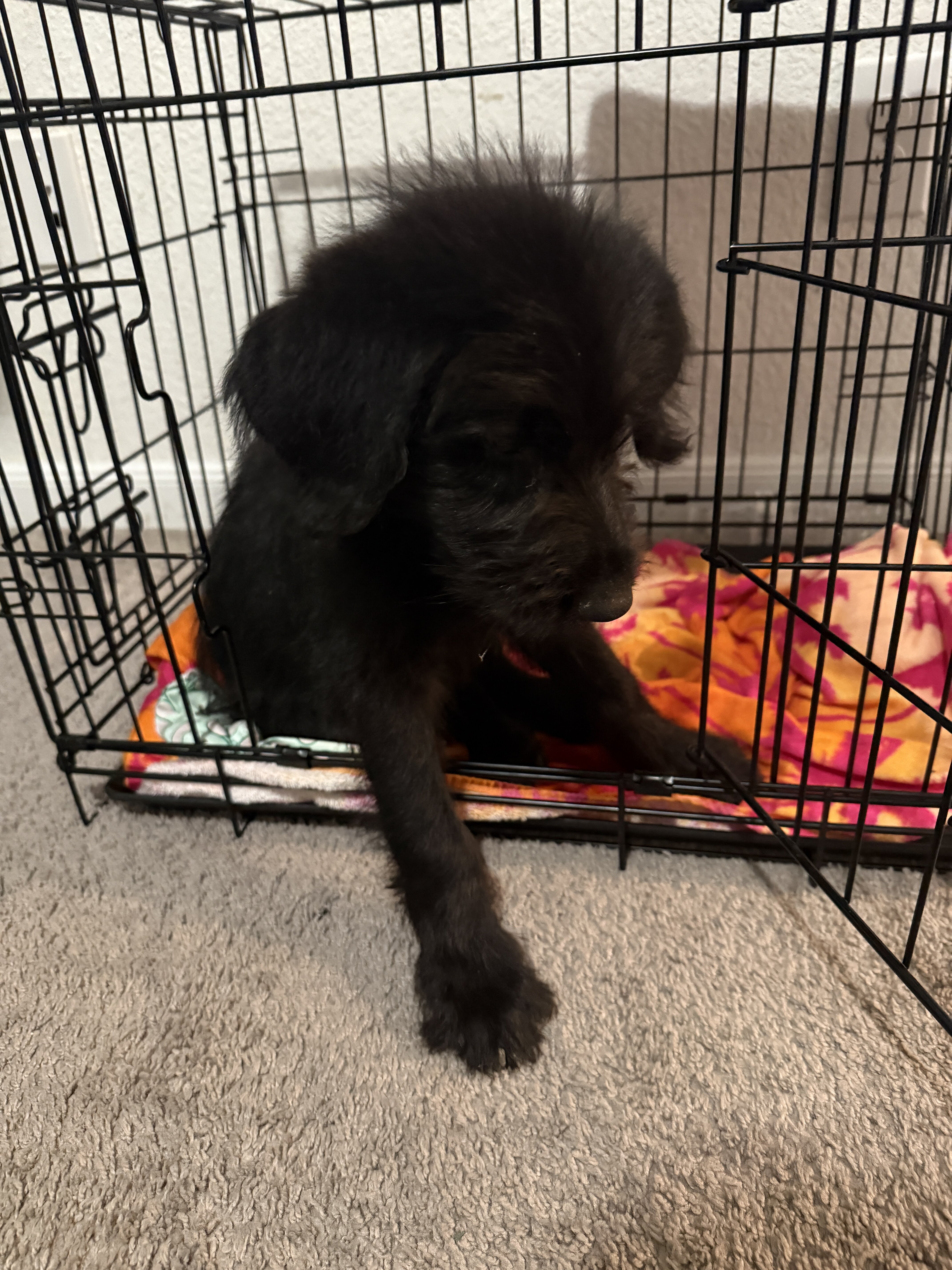 Dog image 3