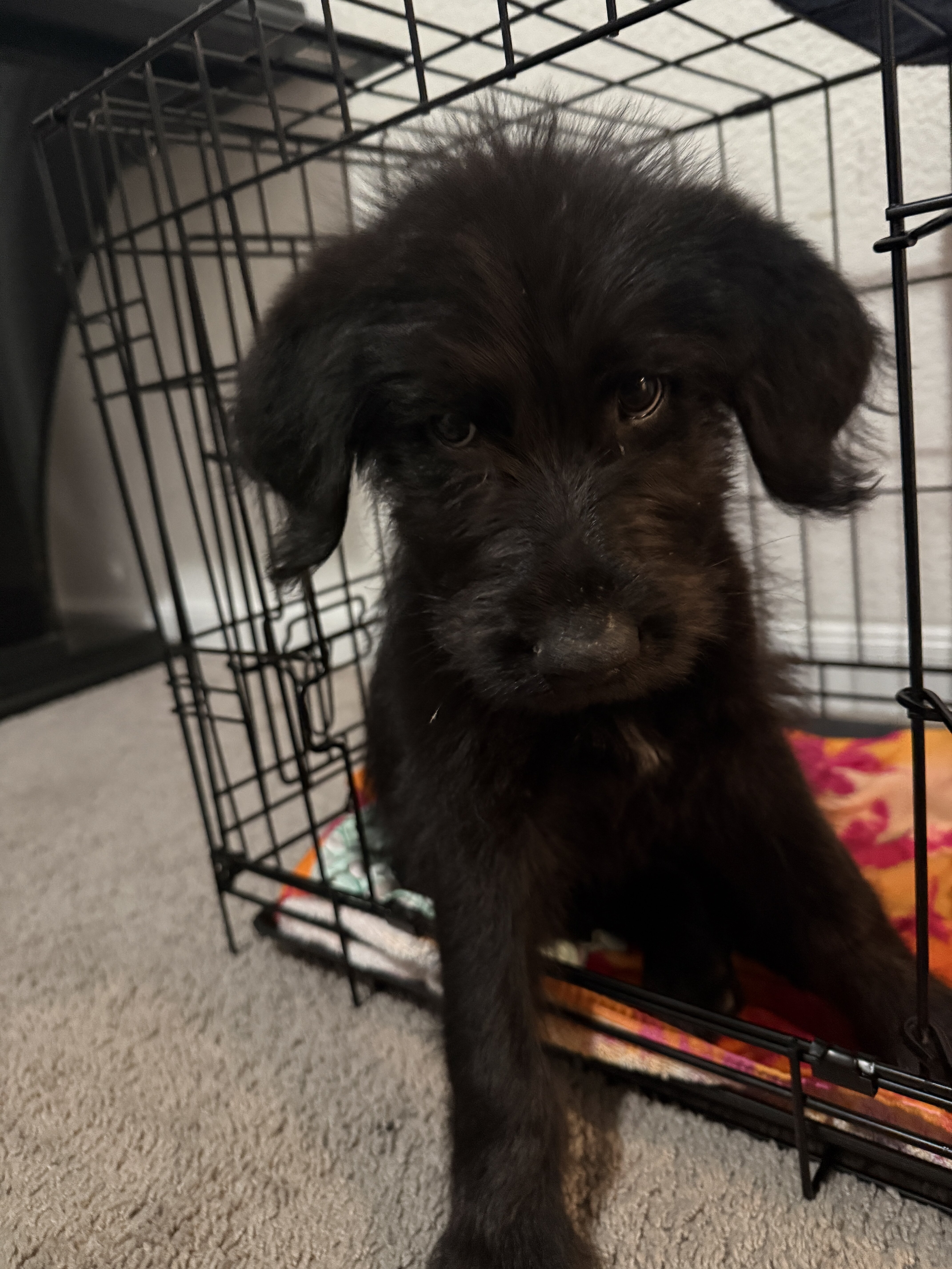 Dog image 1