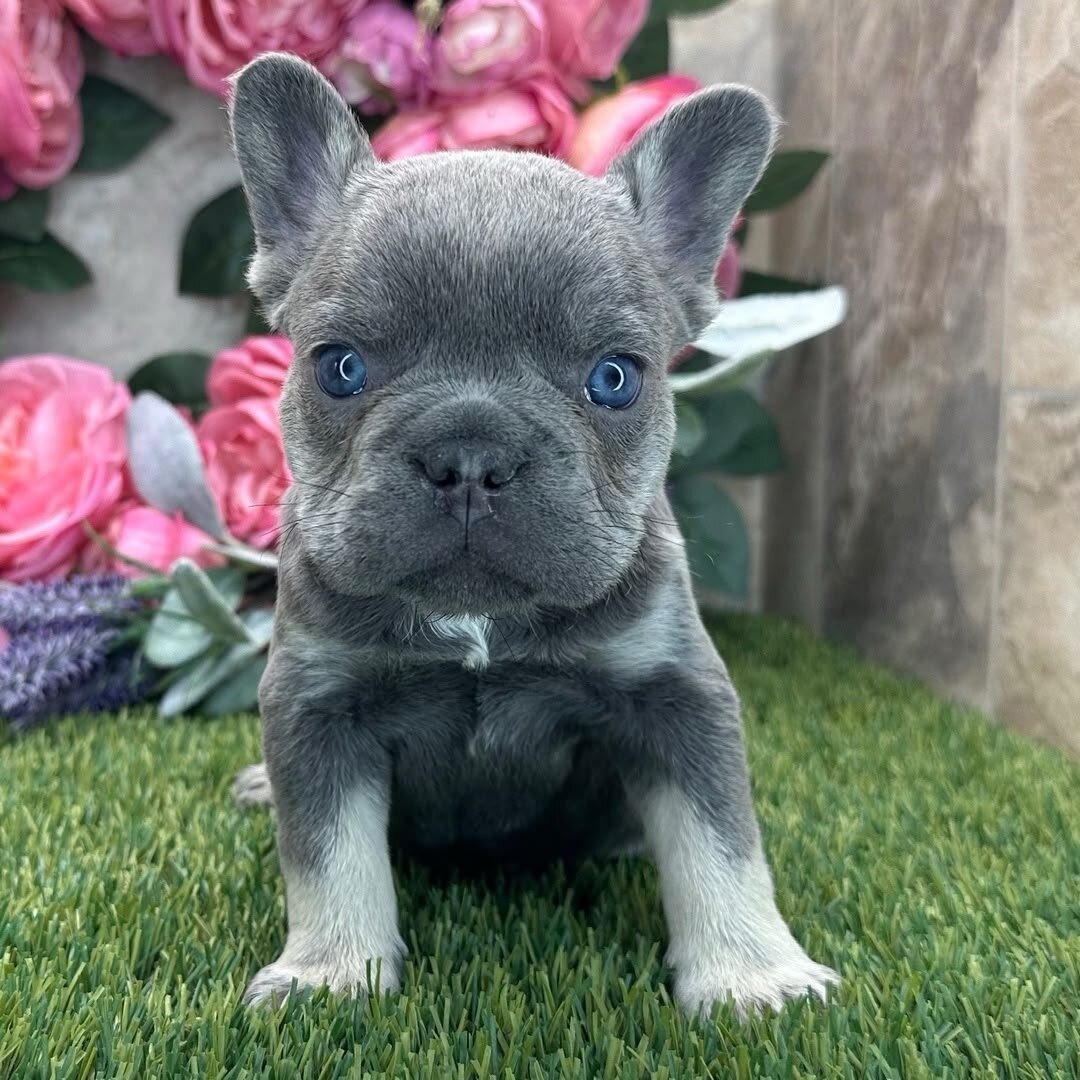 French bulldog puppy image 3